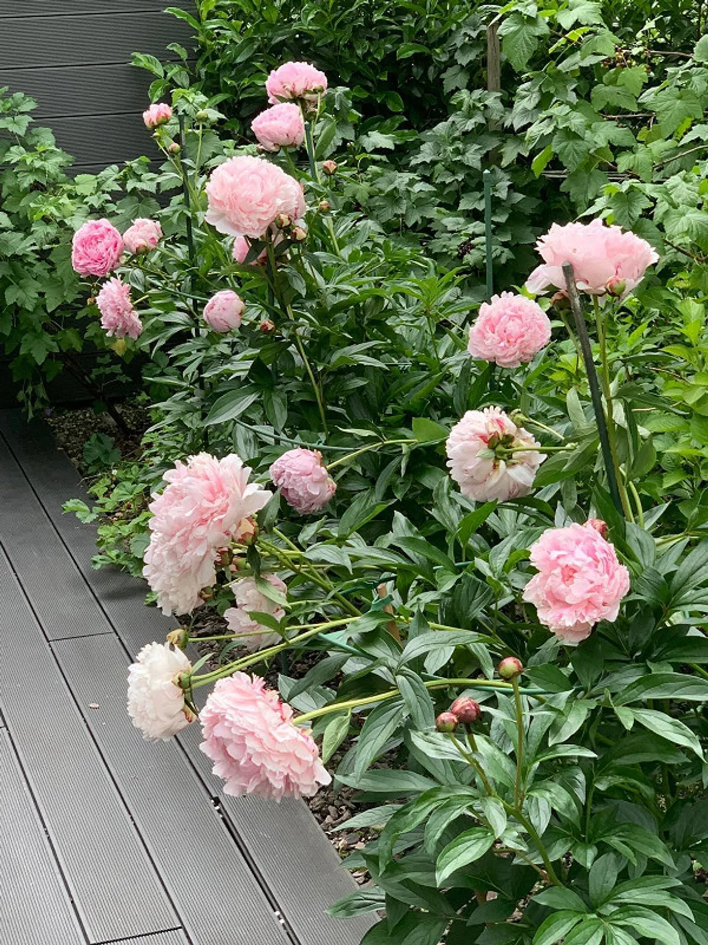 Appartement au rez-de-chaussée élégant avec jardin d'hiver et part de terrain - Photo 25 sur 26