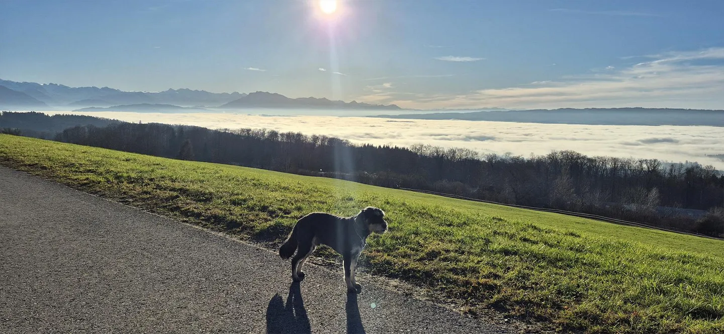 1/2 Zimmer WG / Im wunderschönen Aeugst am Albis am Türlensee - Foto 10 von 10