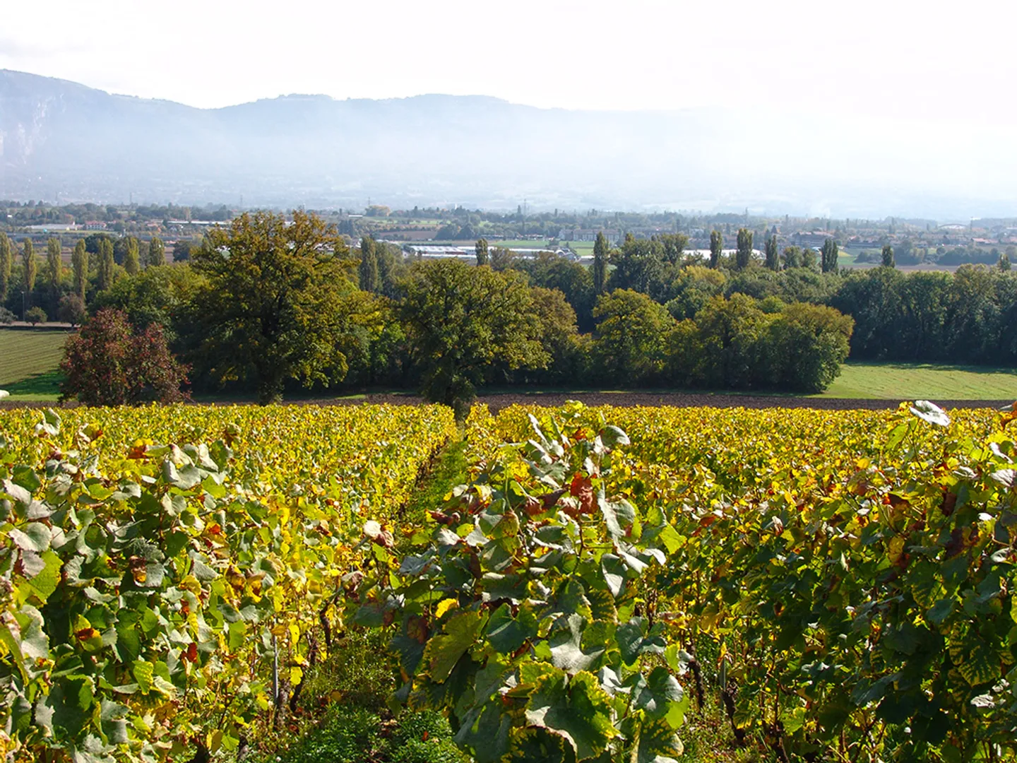 Villa de luxe à la campagne genevoise - Photo 2 sur 5