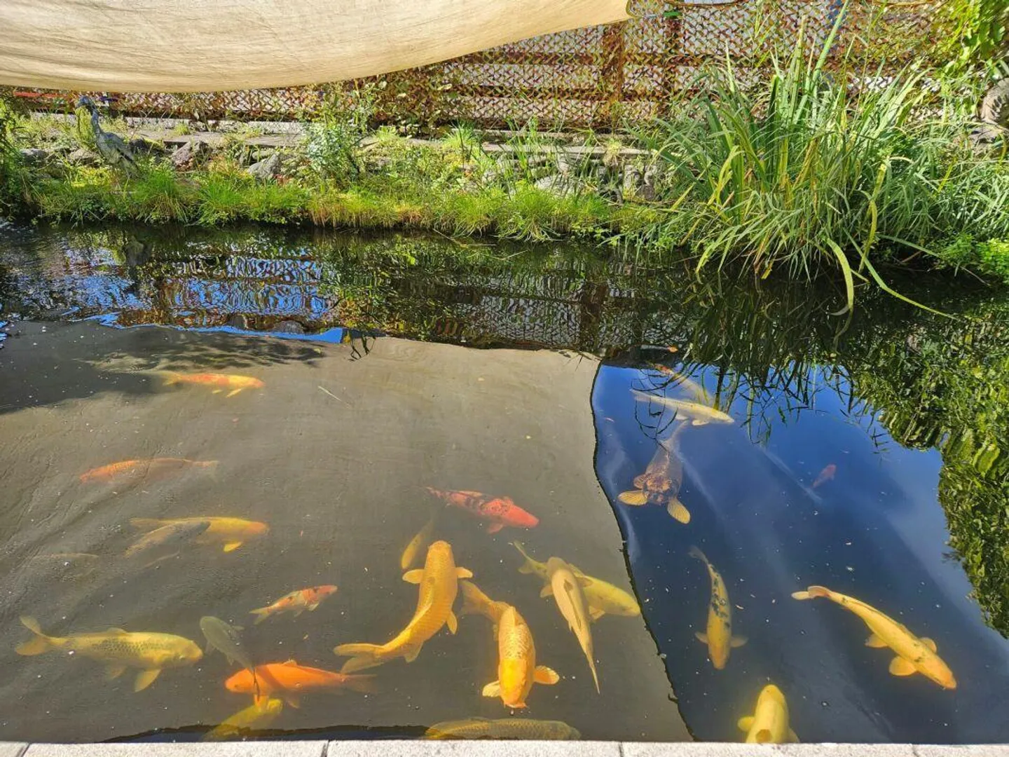 Casa da sogno nel verde cerca amanti - Foto 18 di 23
