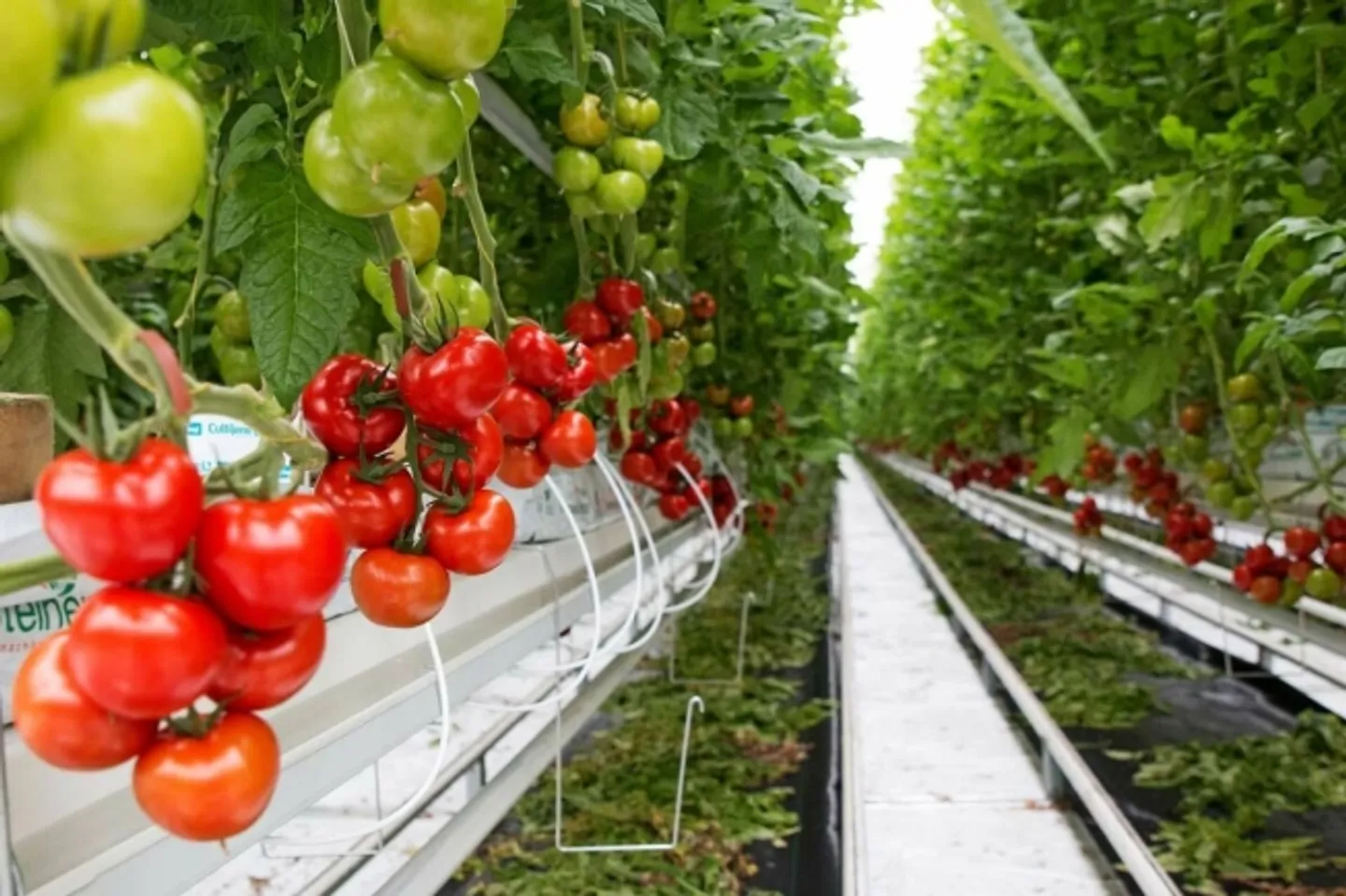 Unique Fruit Farm in Bern-Mittelland - Photo 1 of 1