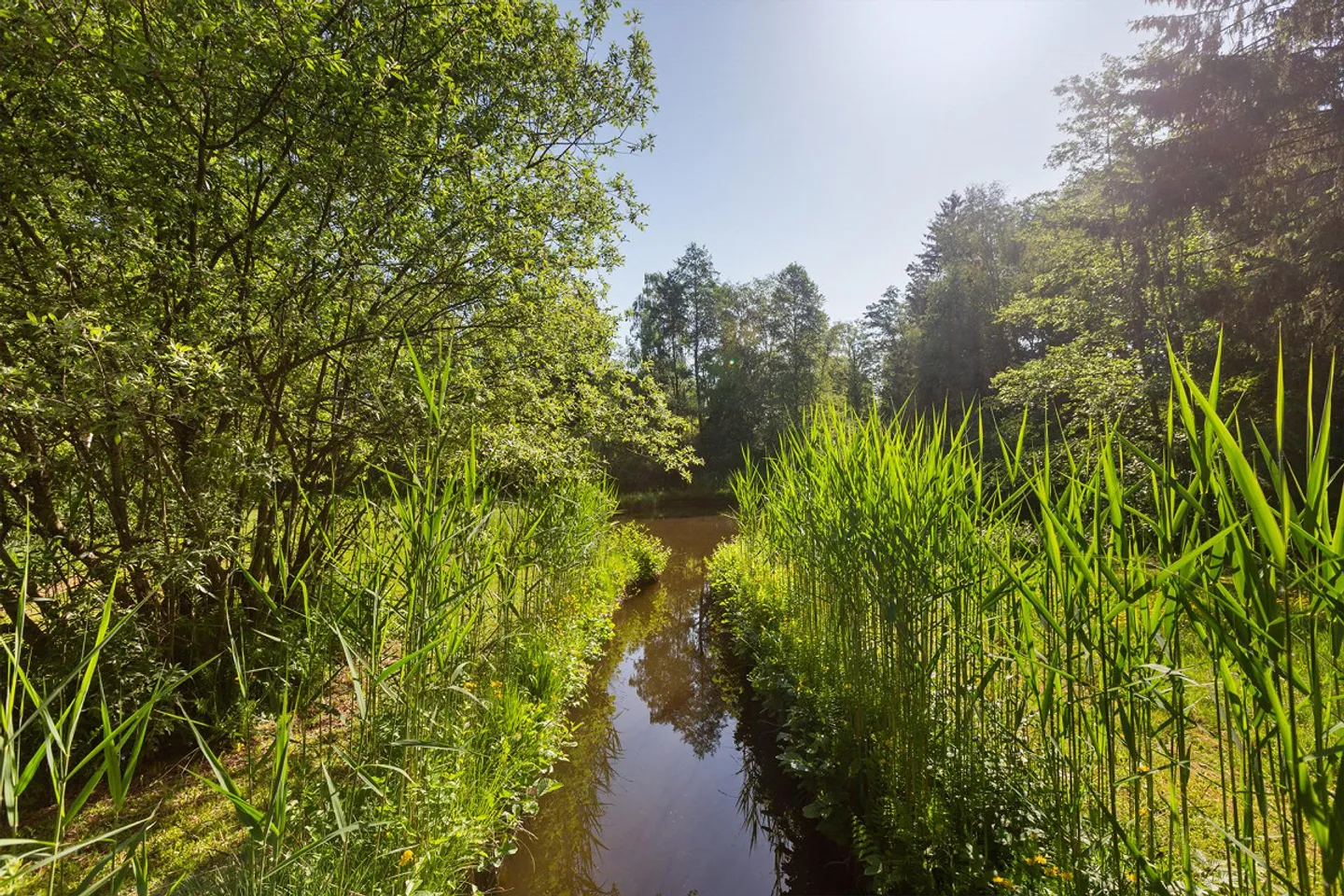Einzigartiges Naturrefugium in Amriswil - Foto 18 von 43