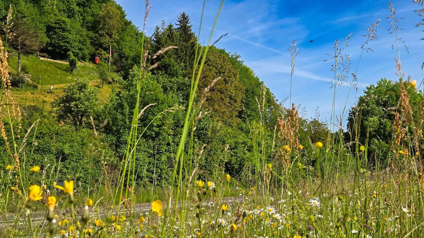 Baugrundstück mit Aussicht - Foto 6 von 11