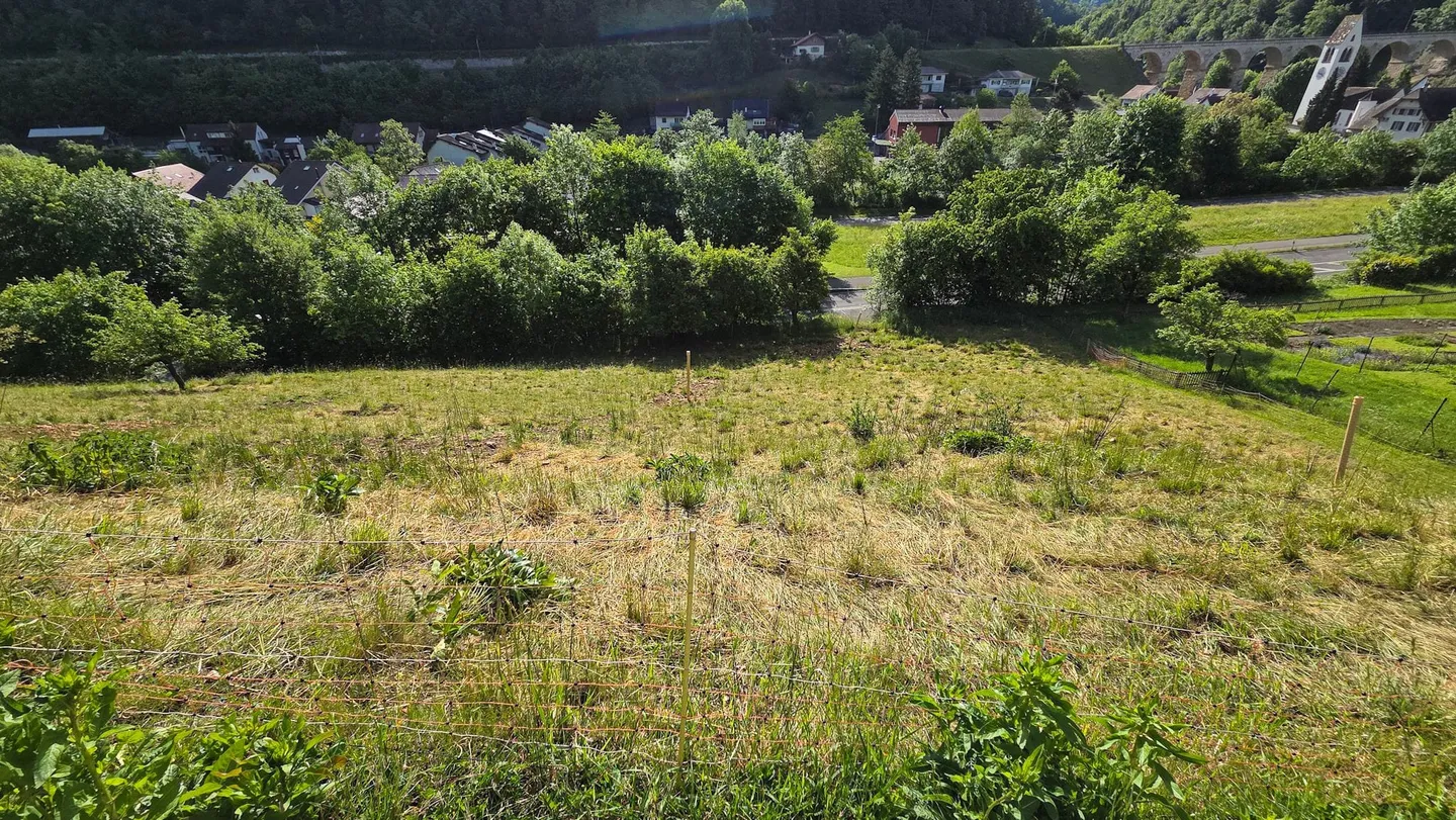 Baugrundstück mit Aussicht - Foto 9 von 11