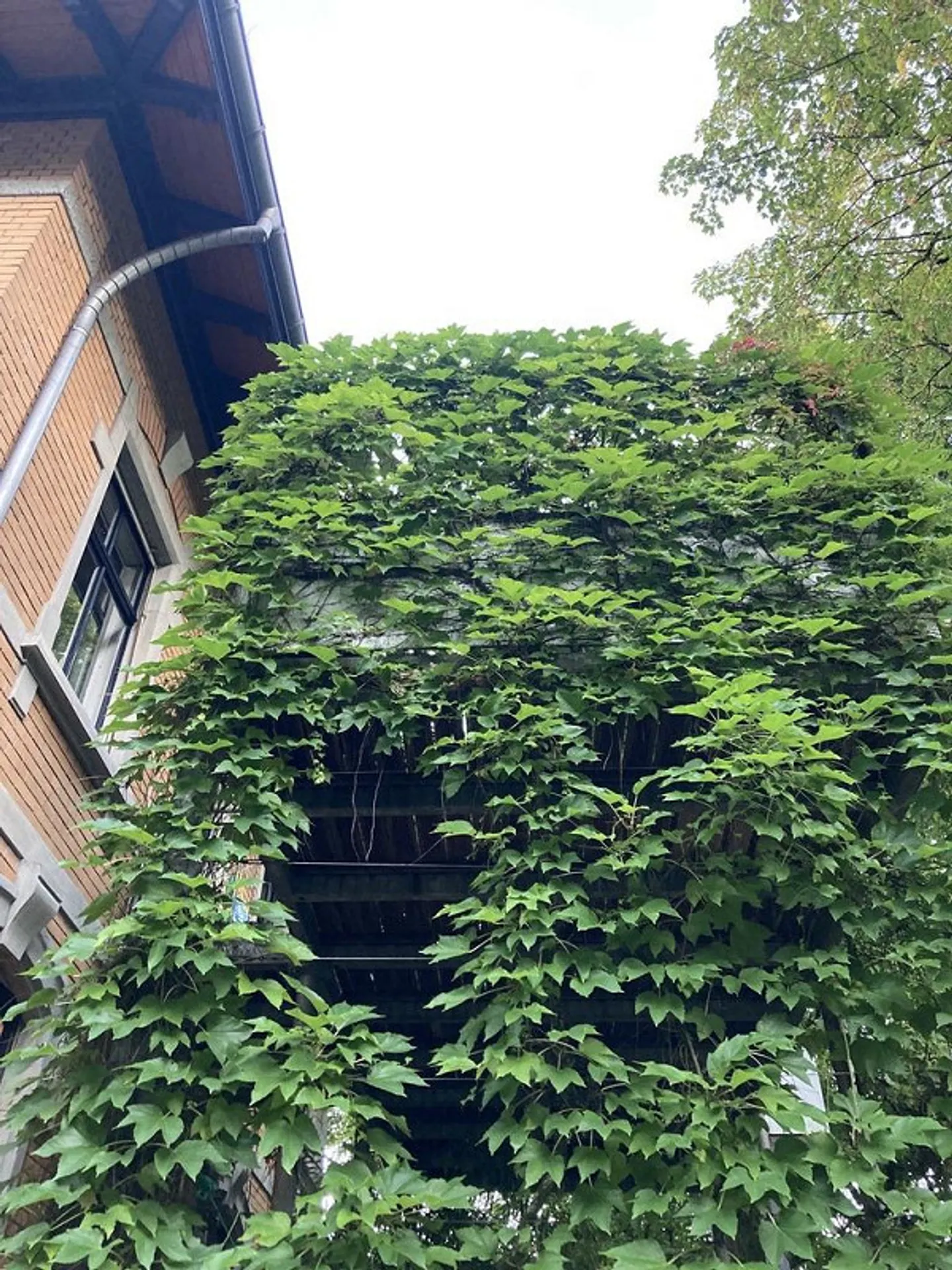 Geräumige Jugendstilwohnung - Foto 1 von 14