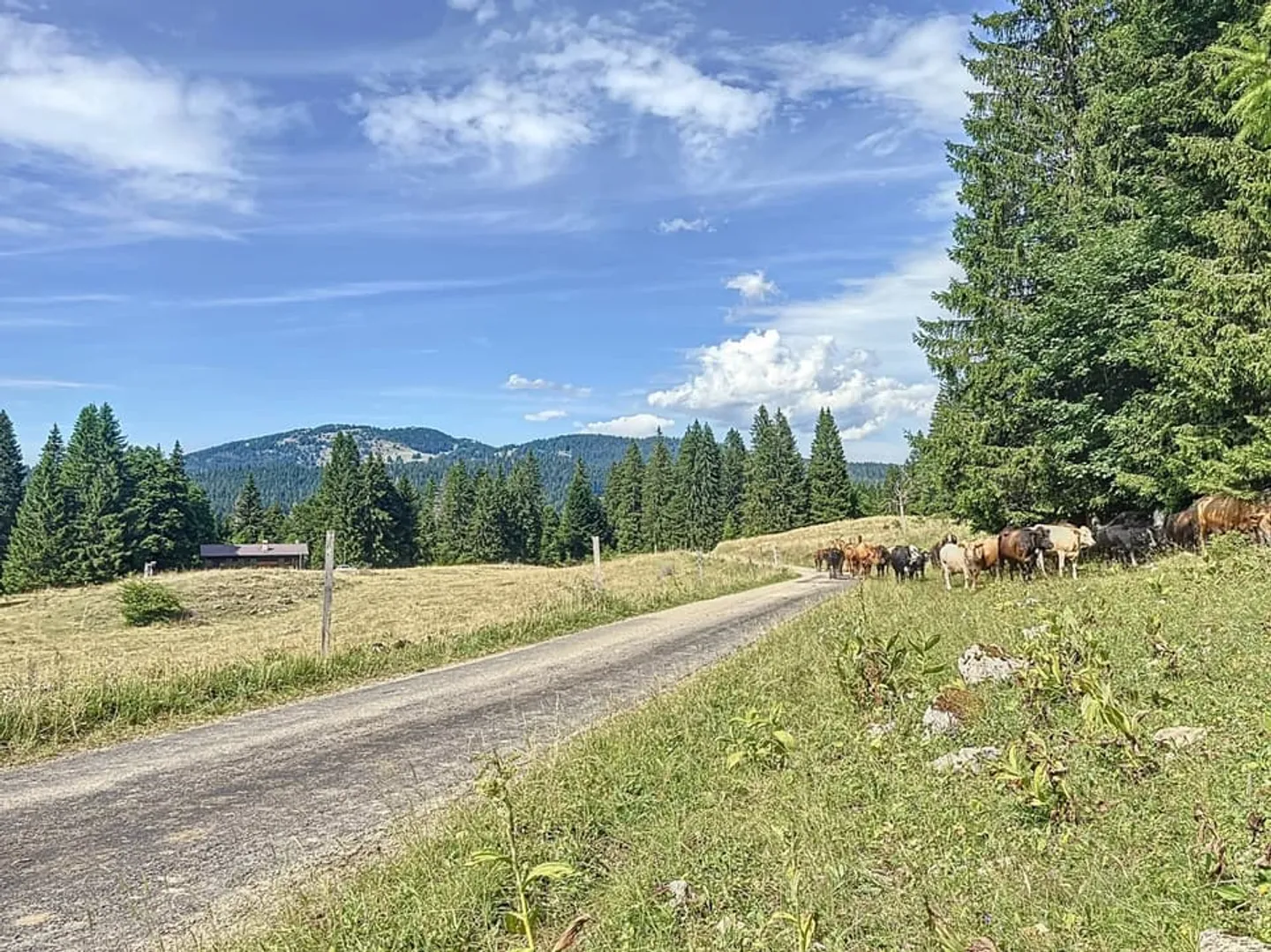 Alpenchalet in DDP - Foto 4 von 12