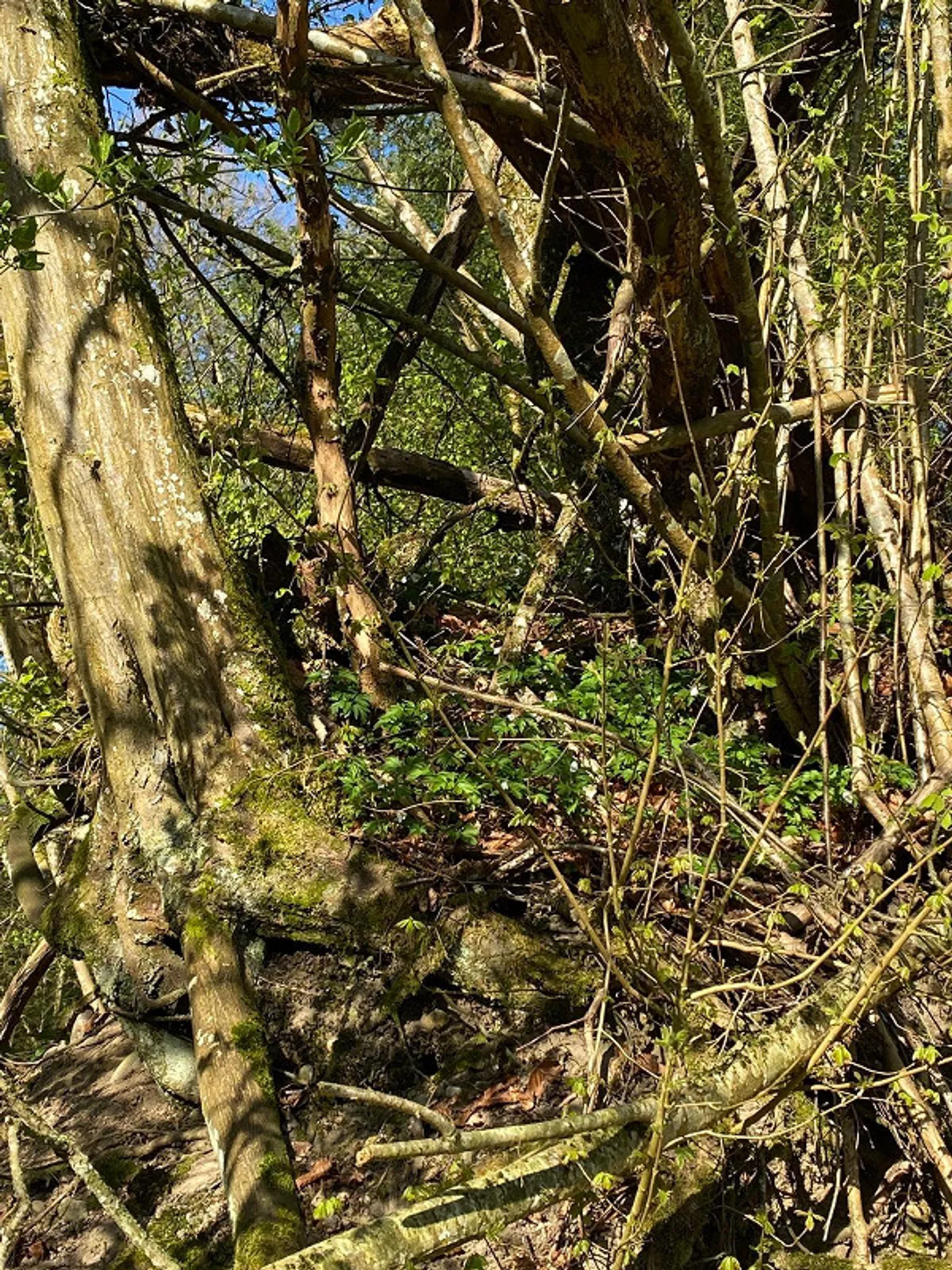 - Befristet - charmante, möbilierte 2-Zimmer-Einliegerwohnung - Foto 10 von 11