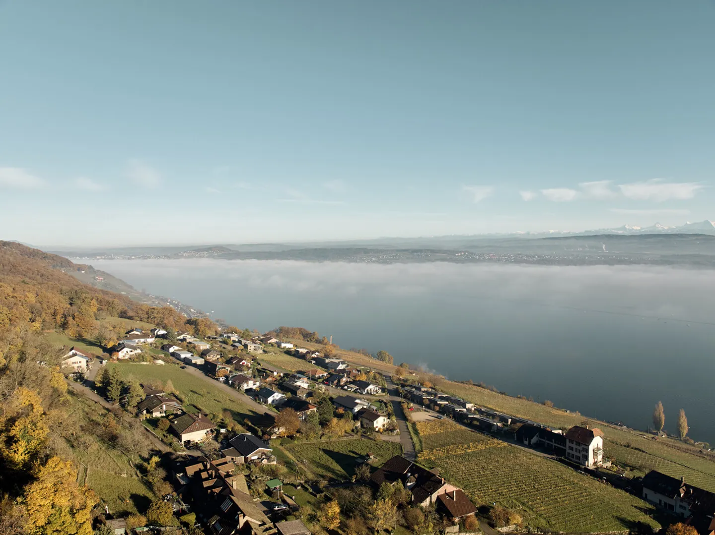 À PROPOS DES VIGNES DE LIGERZ AVEC VUE SUR LE LAC NON OBSTRUÉE - Photo 13 sur 13