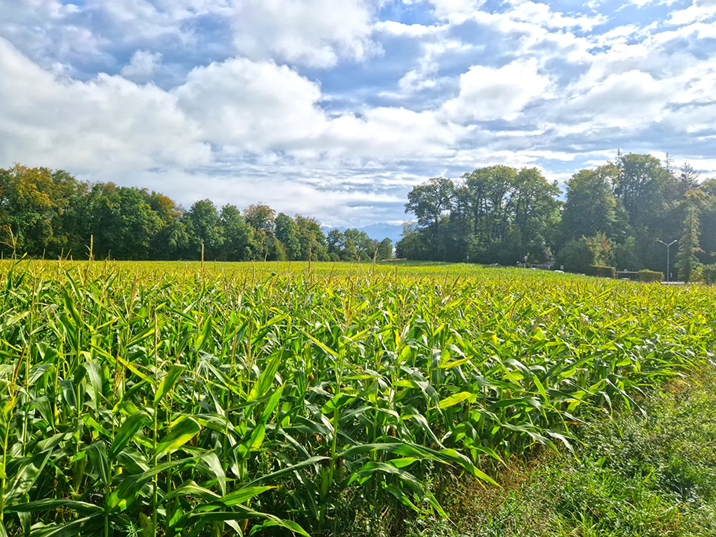 Maison jumelée 4.5 pièces - Photo 4 sur 4