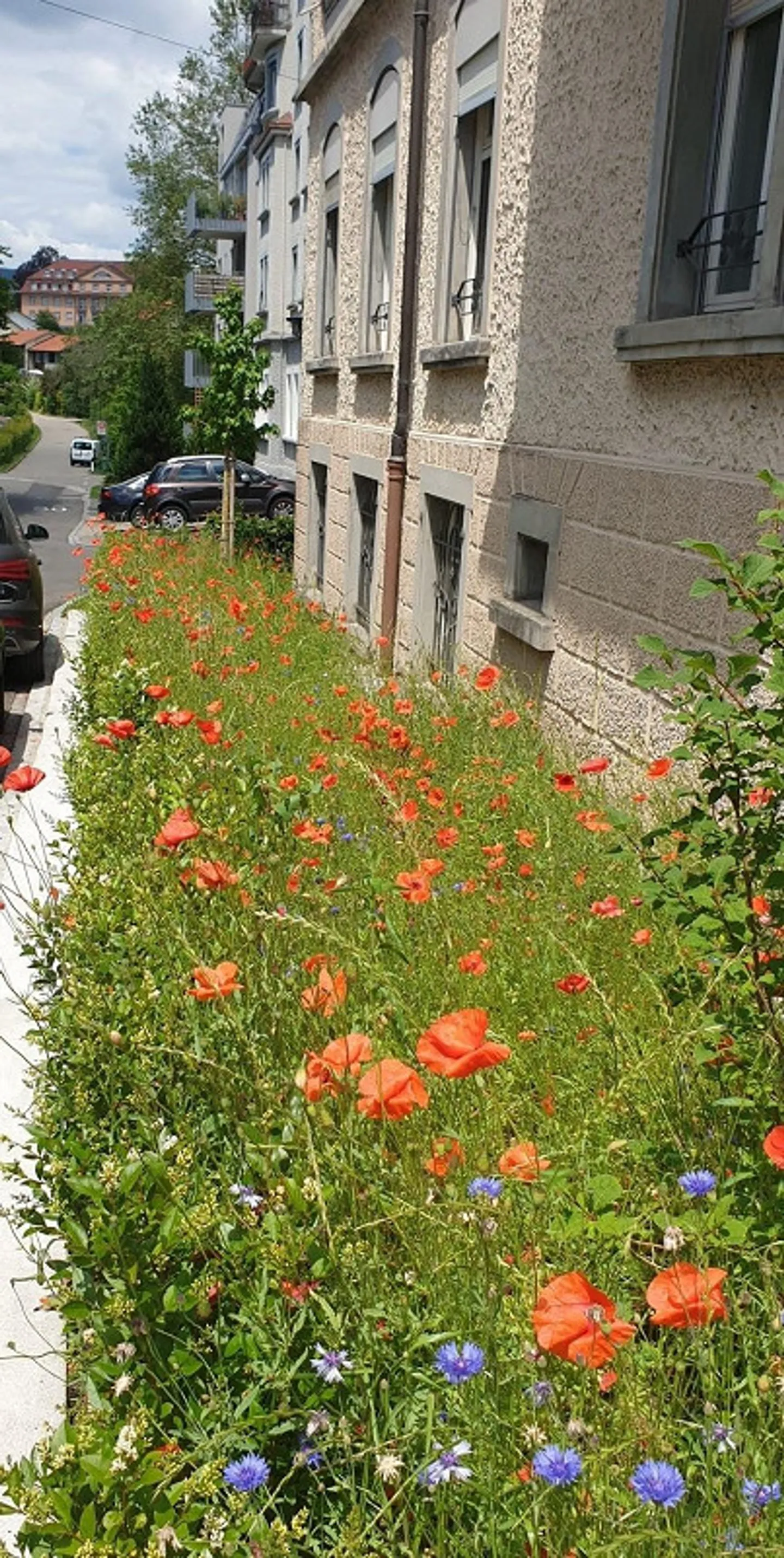 Quiet 4.5 Room City Apartment with Living Kitchen in the Sömmerli District - Photo 4 of 14