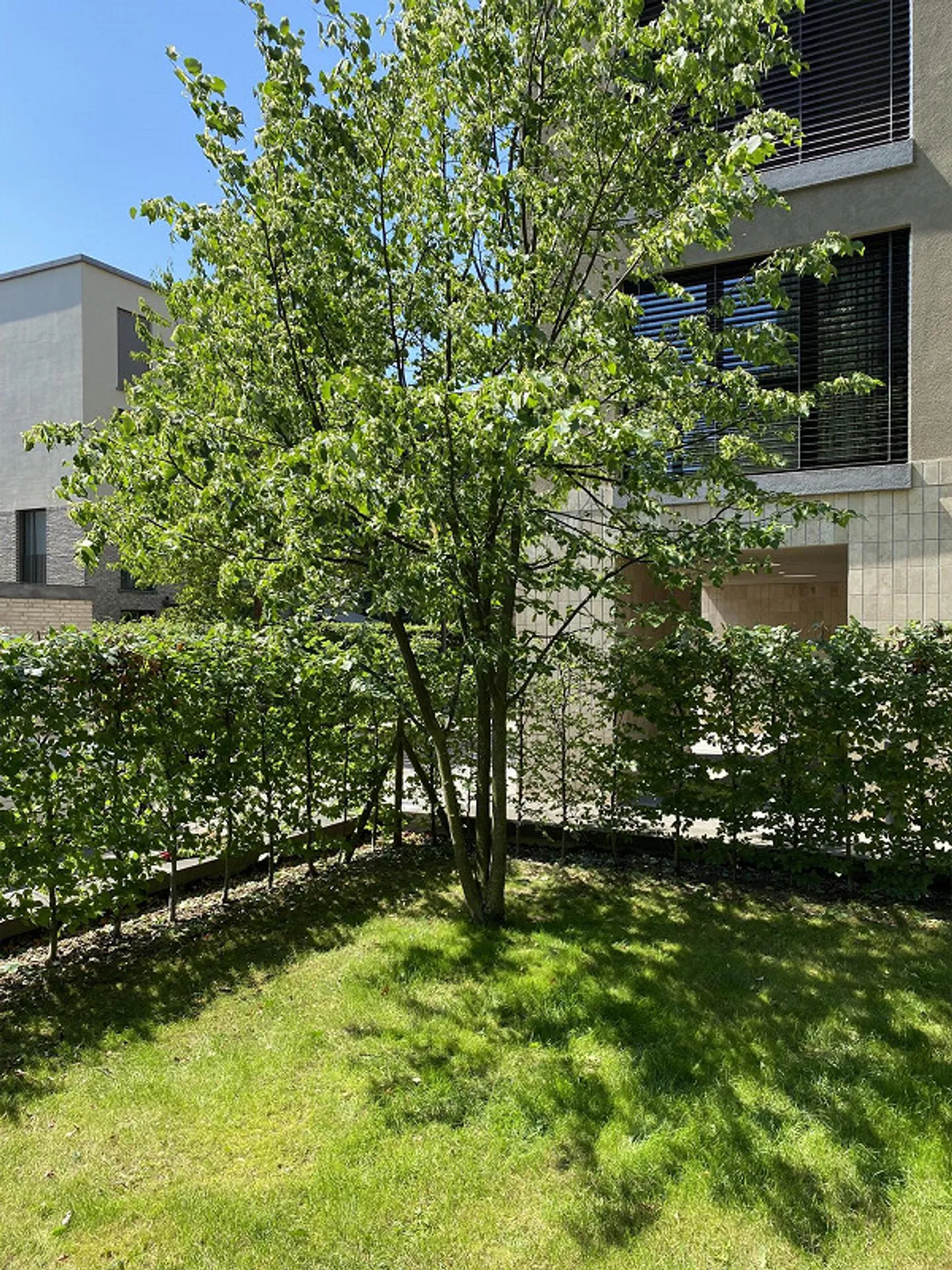 Appartamento 3.5 locali con giardino nel quartiere Aeschbach - Foto 6 di 11