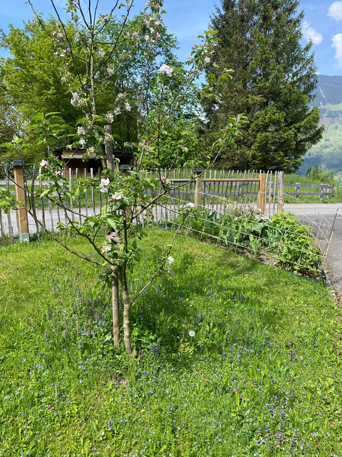 Casa unifamiliare a zero energia indipendente in un'oasi verde con orto e alberi da frutto - Foto 7 di 15
