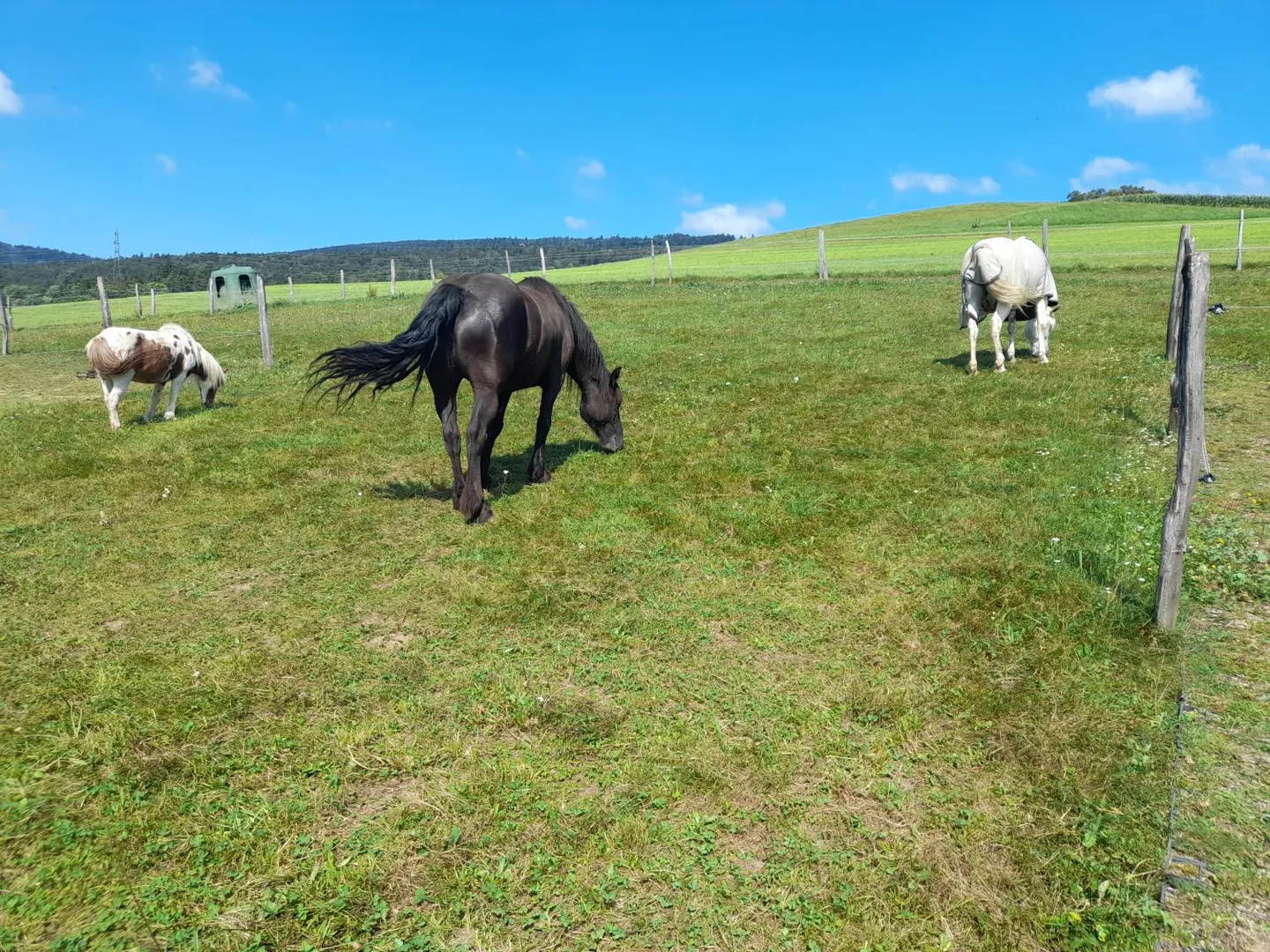 7-Zimmer-Haus - Foto 16 von 19