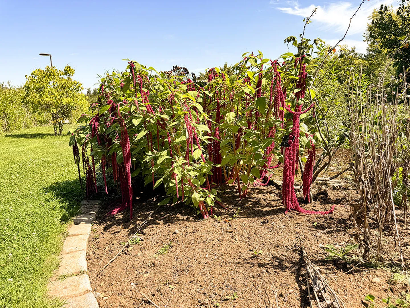 Maison Jumelée Élégante - Photo 2 sur 3