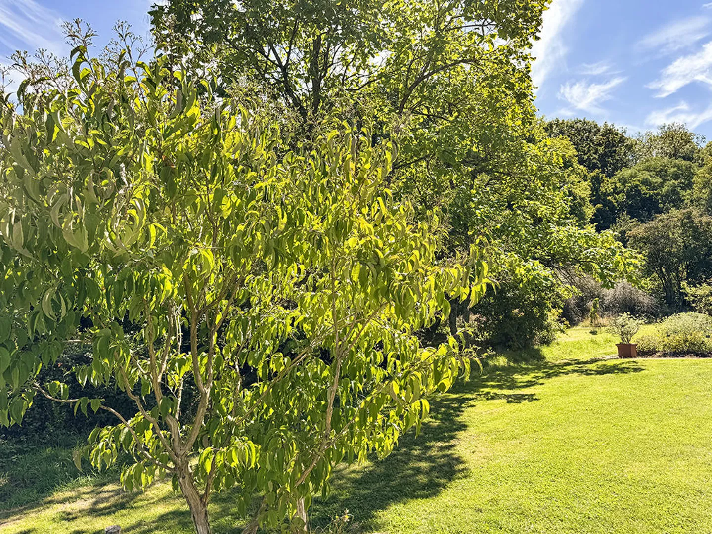 Maison Jumelée Élégante - Photo 3 sur 3