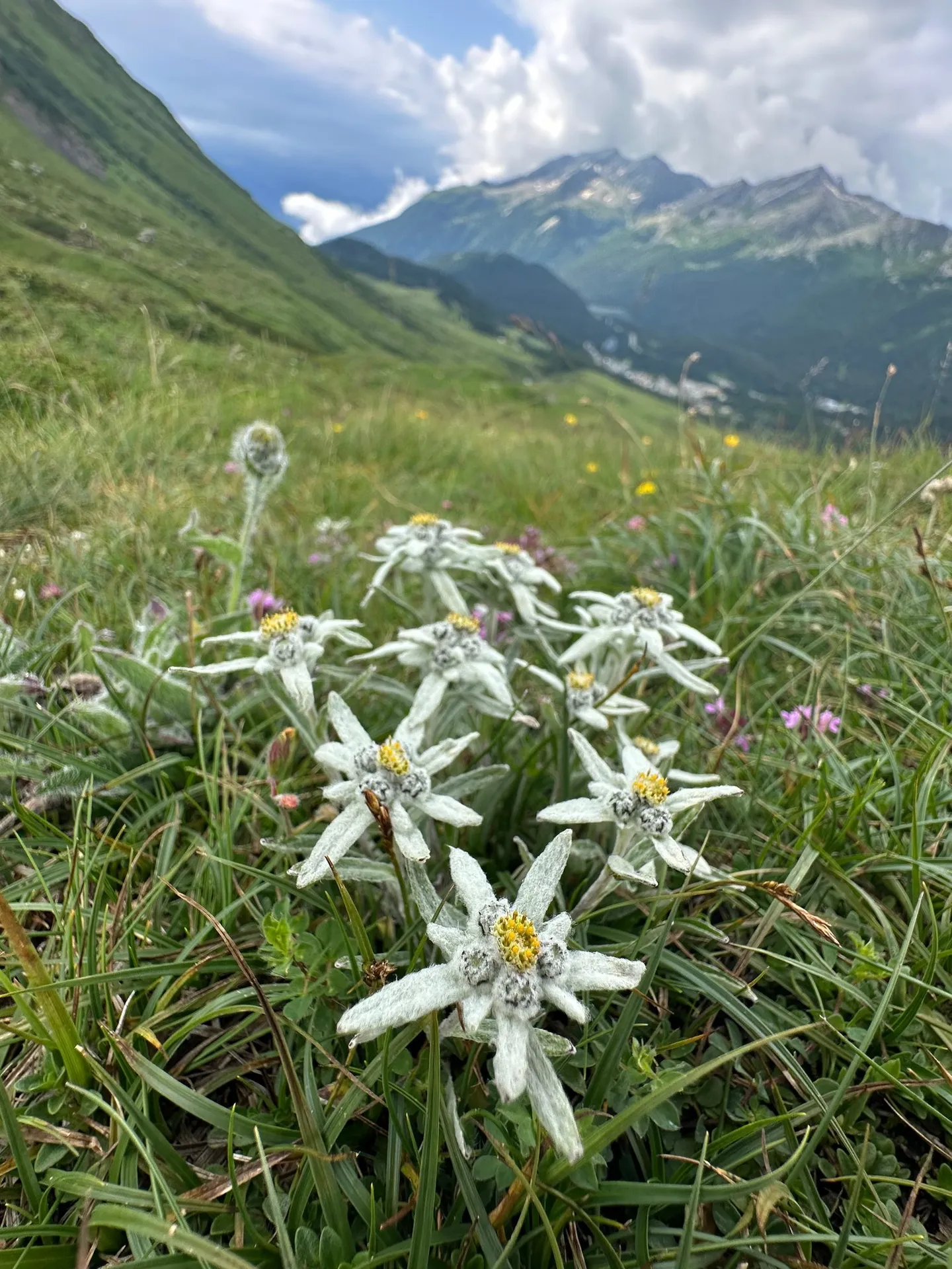 Residence Albarella: Charm and Nature 2.5! - Photo 11 of 11