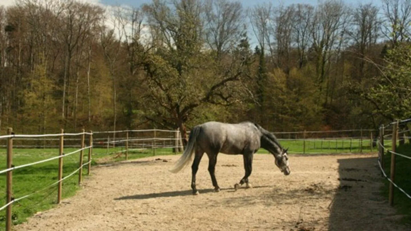 Proprietà equestre con appartamento/stanza singola e maneggio - Foto 4 di 6