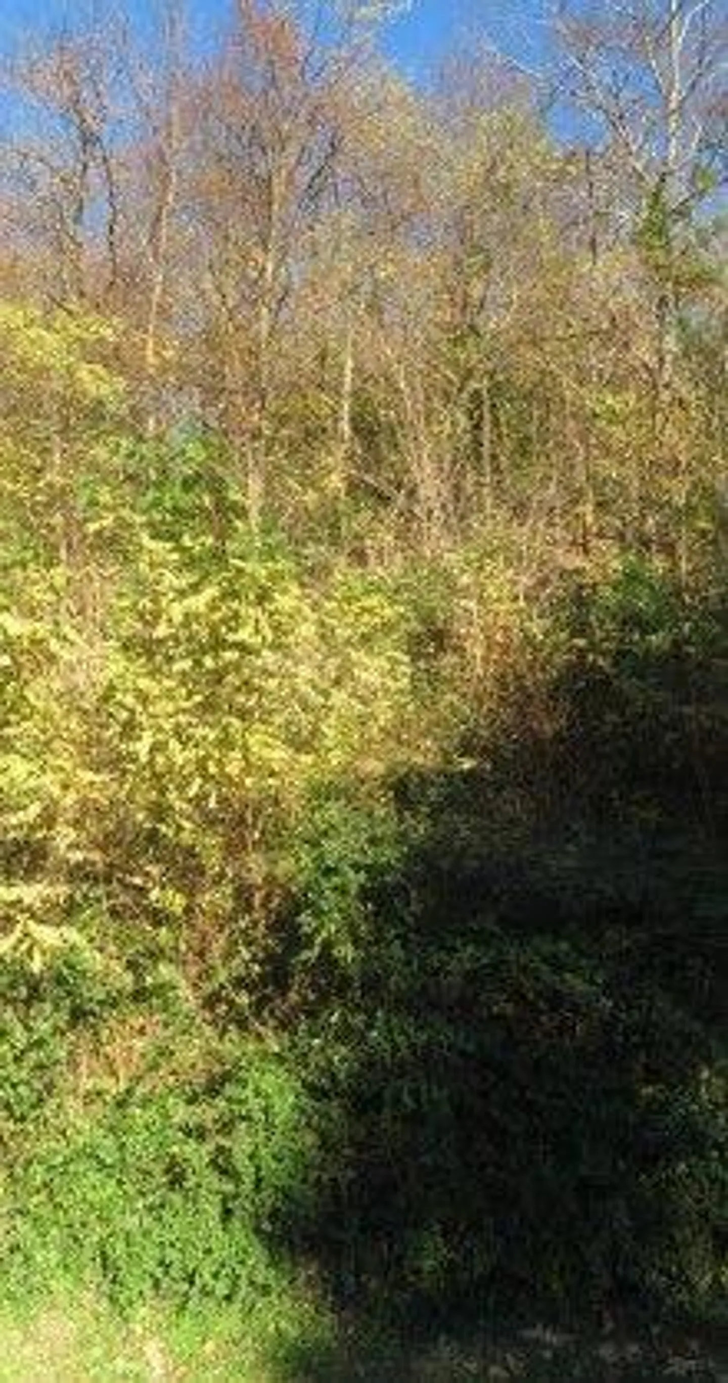 *Casa unifamiliare con piscina e due terrni* - Foto 5 di 13