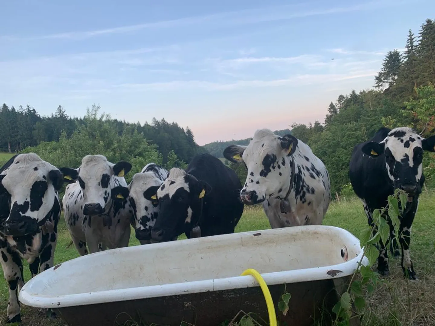 Milchwirtschaftsbetrieb mit Laufstall und neuem Wohnhaus zu verpachten - Foto 2 von 7