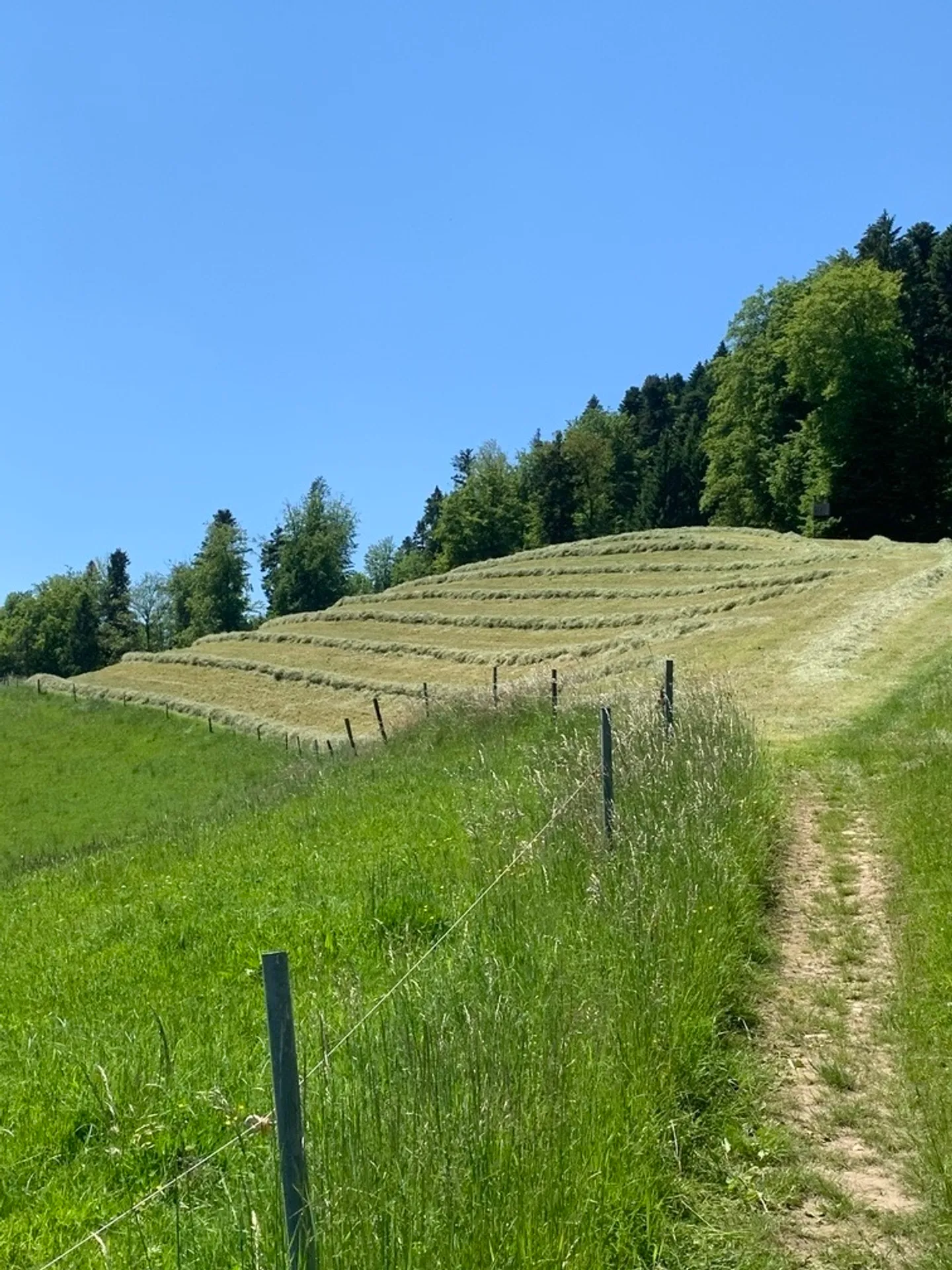 Milchwirtschaftsbetrieb mit Laufstall und neuem Wohnhaus zu verpachten - Foto 3 von 7
