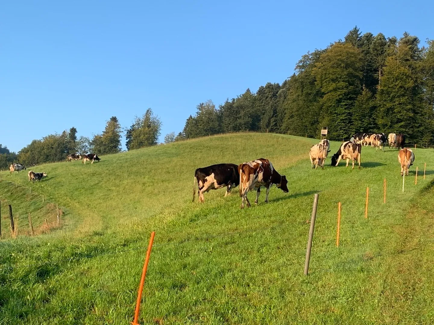 Milchwirtschaftsbetrieb mit Laufstall und neuem Wohnhaus zu verpachten - Foto 5 von 7