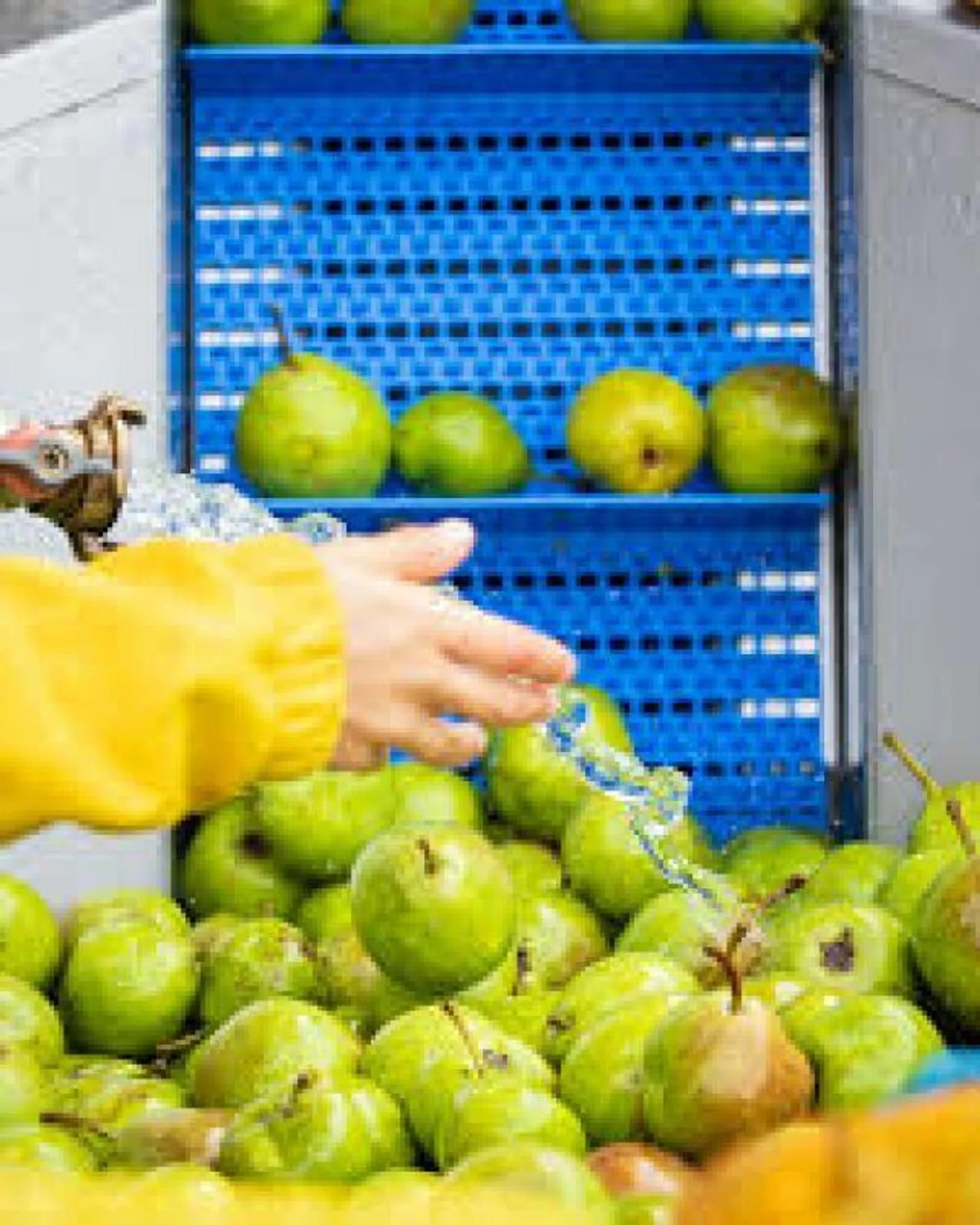 Coltivazione di frutta di montagna nel Bern-Mittelland - Foto 4 di 8