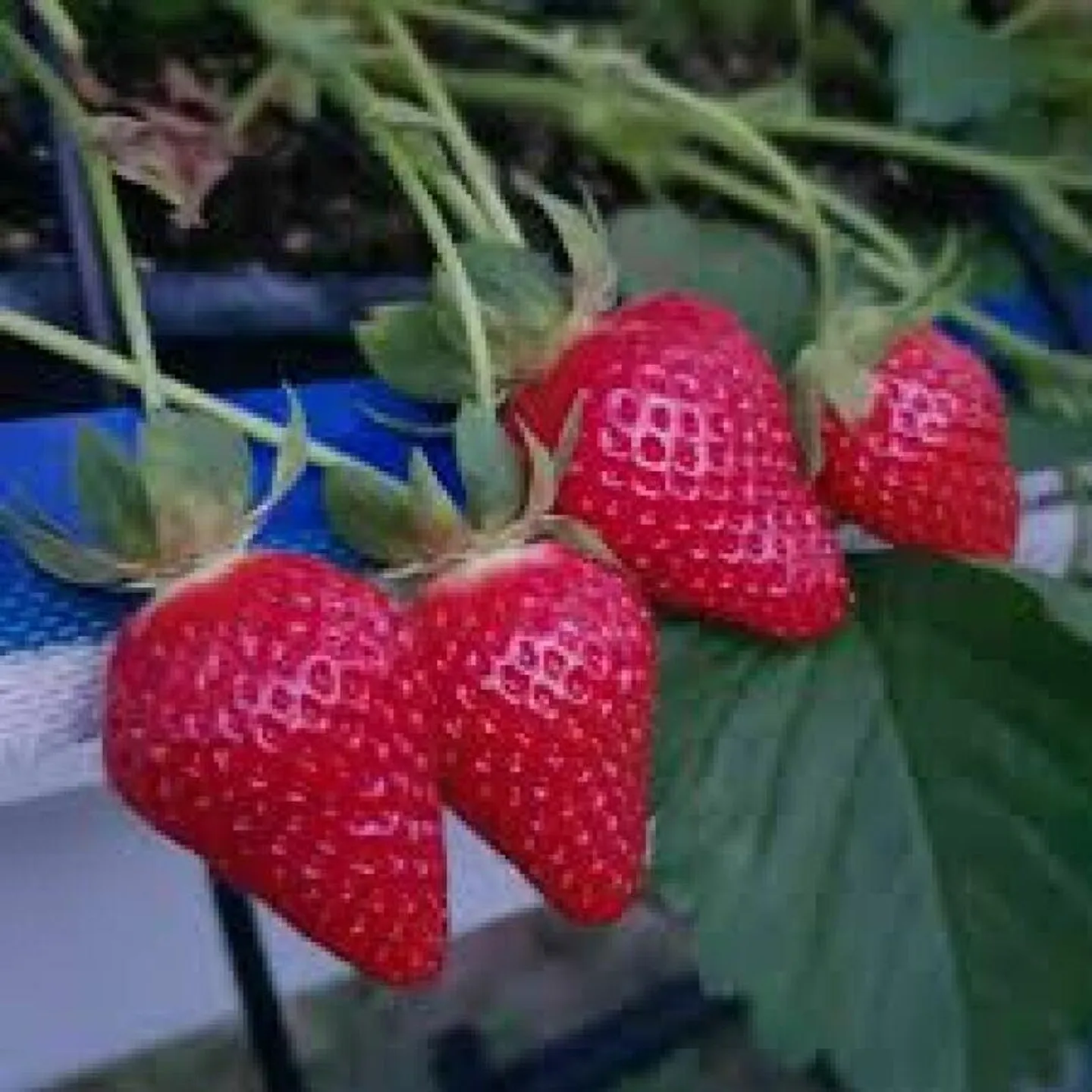 Coltivazione di frutta di montagna nel Bern-Mittelland - Foto 5 di 8