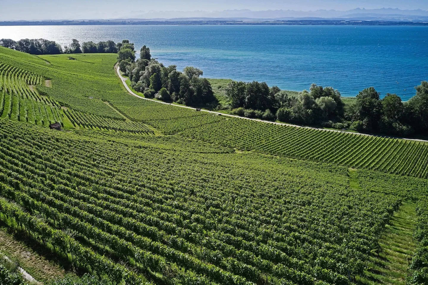 Cantina rinomata sul lago di Neuchâtel - Foto 16 di 18