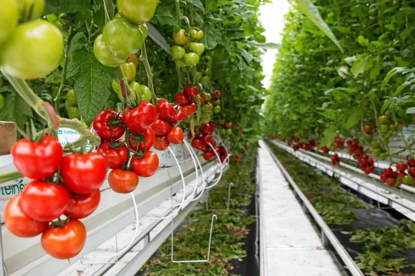 Coltivazione di frutta di montagna nel Bern-Mittelland con 8 appartamenti - Foto 1 di 8