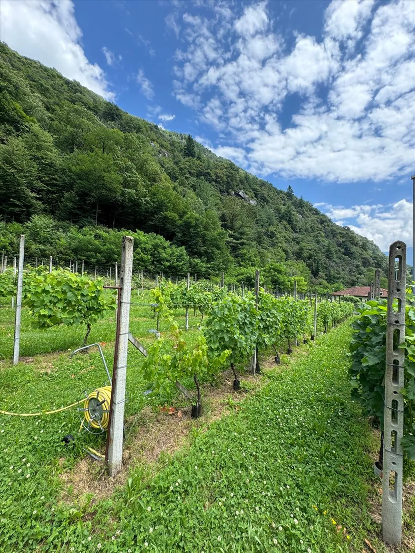 Terreno edificabile con superficie piana a Cresciano, 6705 Riviera, in vendita - Foto 1 di 5