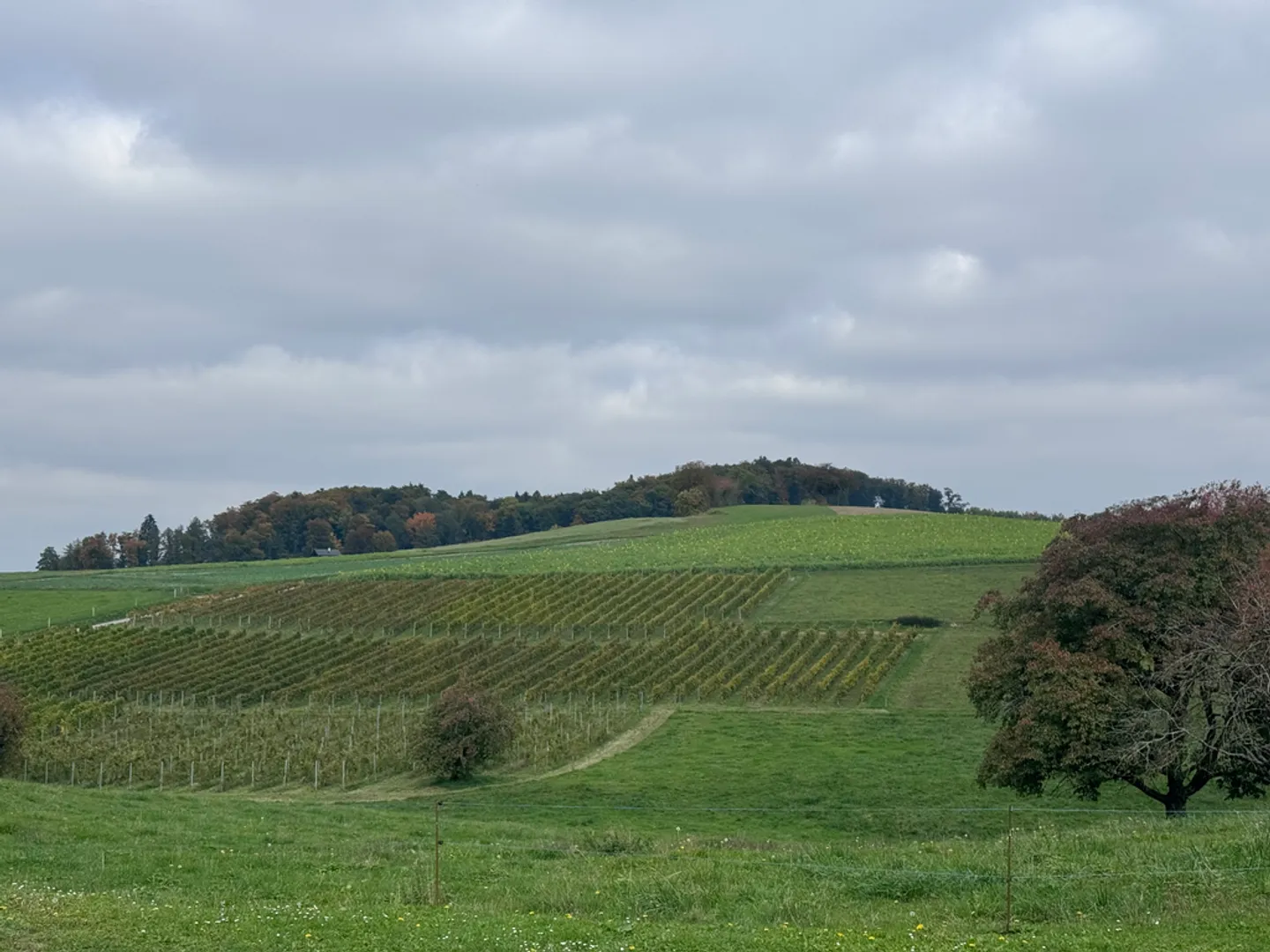 Appartamento di 5.5 stanze a Villars-Ste-Croix - Foto 12 di 12