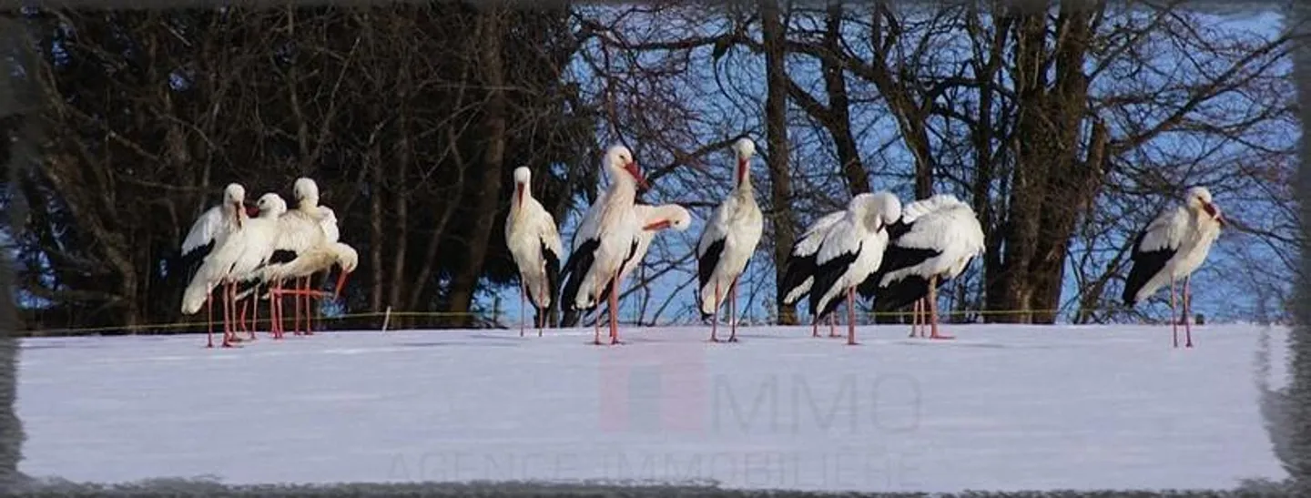 Bella casa in vendita vicino a Porrentruy - Foto 4 di 13