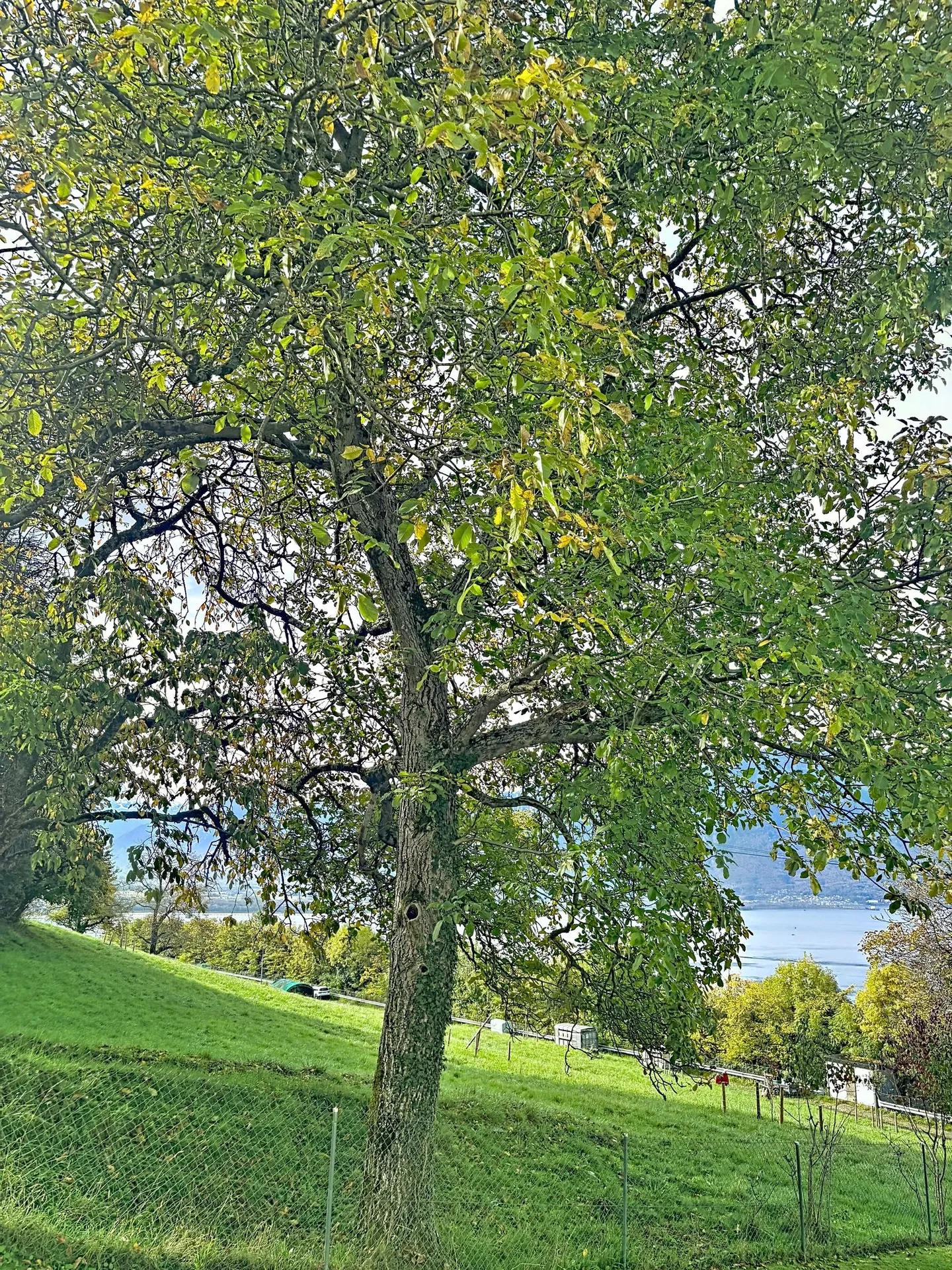 Magnifico appartamento di 4,5 stanze con vista panoramica a Chernex - Foto 9 di 24