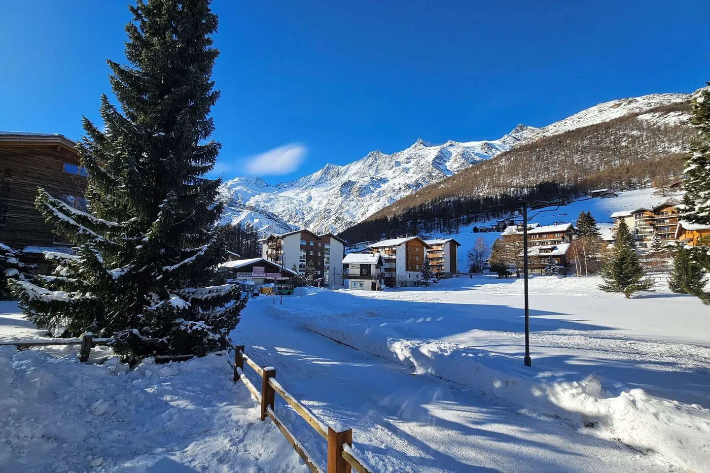 Silberdistel in der sonnigen Wildi Grossus Moos. Gartenwohnung. - Foto 1 von 15