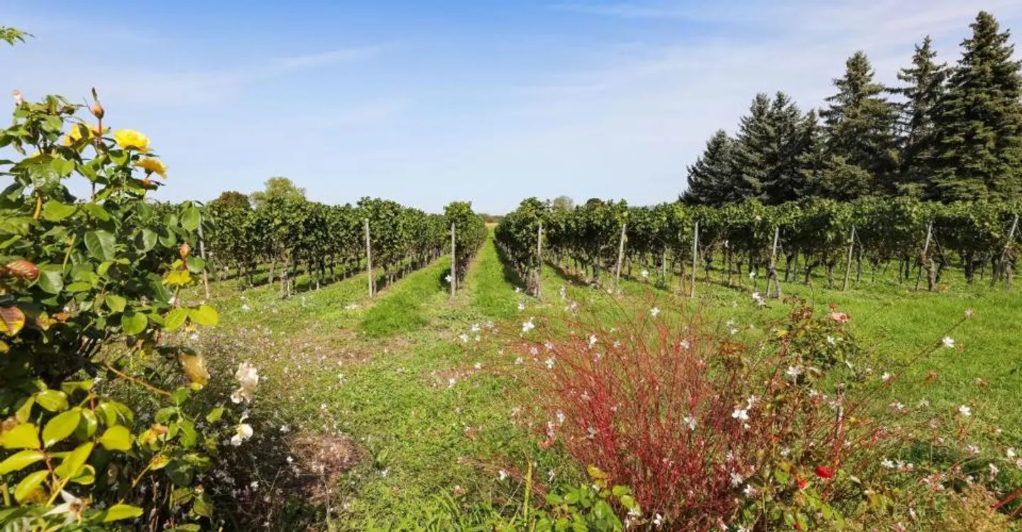 Incantevole villa di campagna con giardino ai margini dei vigneti di Jussy - Foto 11 di 12