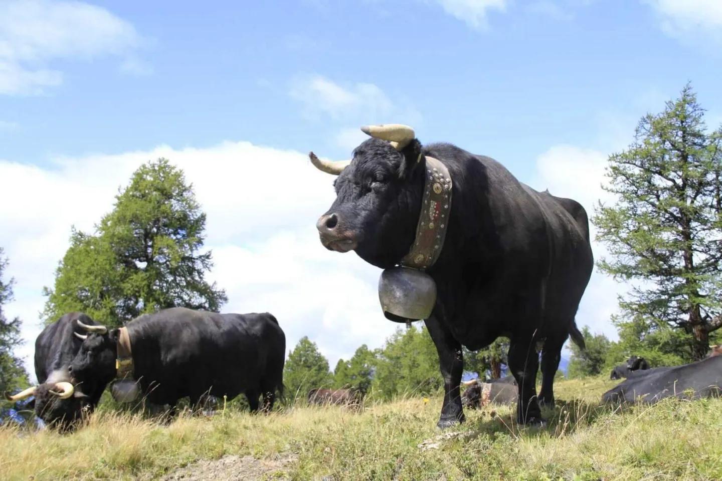 Costruisci la tua casa a Veysonnaz - Foto 8 di 12