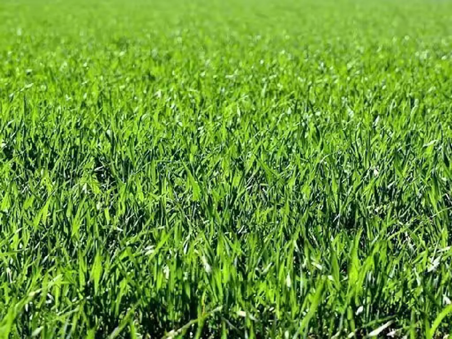 Constructible plot for sale - Photo 1 of 1