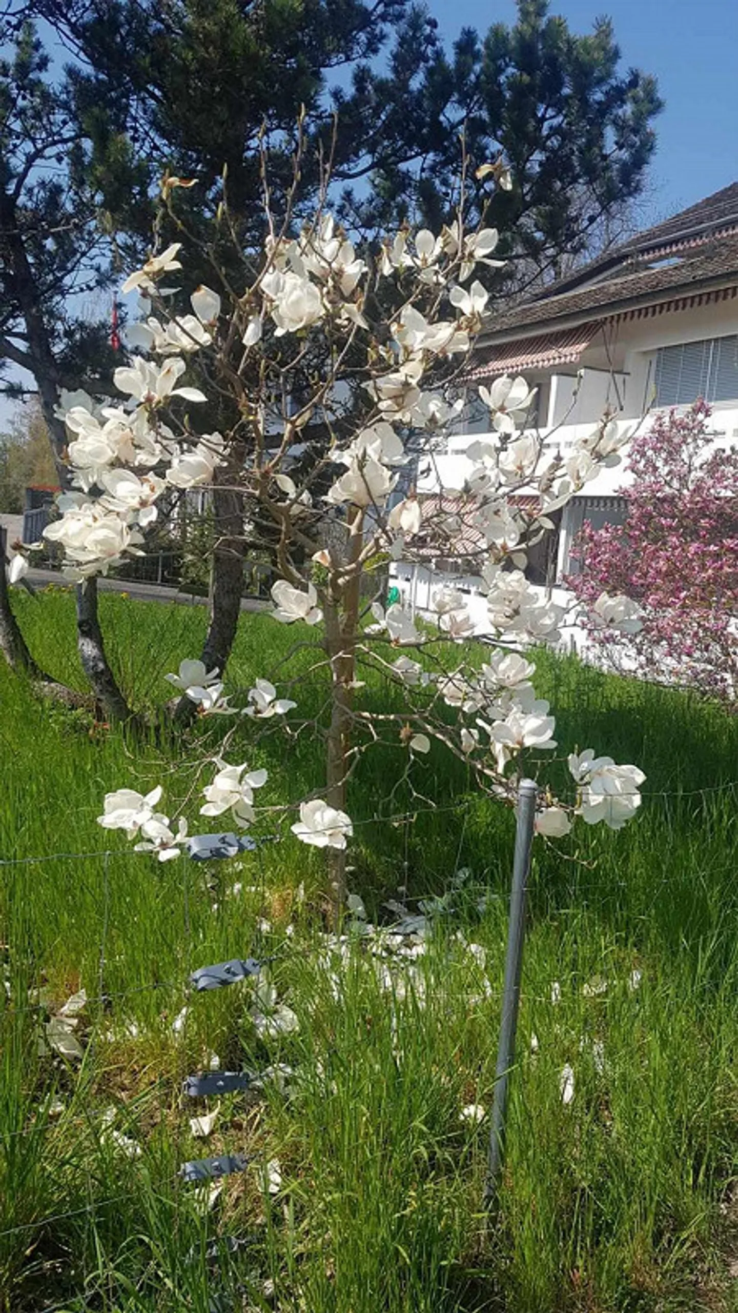 PROPRIETÀ INDIPENDENTE: VILLA O PROPRIETÀ A 3 GENERAZIONI VICINO AL BOSCO - Foto 4 di 23
