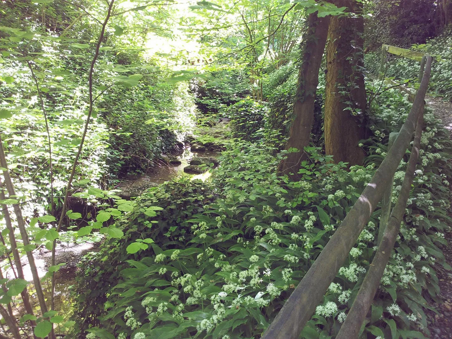 PROPRIETÀ INDIPENDENTE: VILLA O PROPRIETÀ A 3 GENERAZIONI VICINO AL BOSCO - Foto 8 di 23