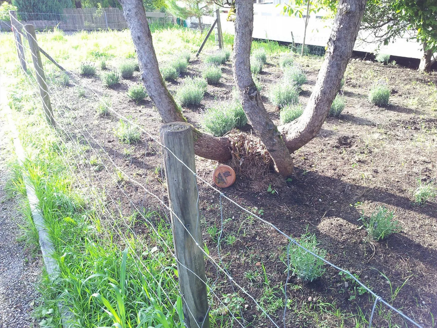 PROPRIETÀ INDIPENDENTE: VILLA O PROPRIETÀ A 3 GENERAZIONI VICINO AL BOSCO - Foto 9 di 23