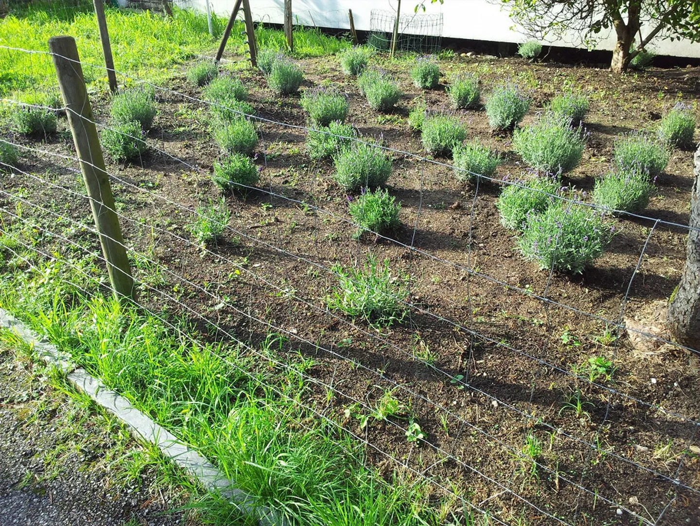 PROPRIETÀ INDIPENDENTE: VILLA O PROPRIETÀ A 3 GENERAZIONI VICINO AL BOSCO - Foto 10 di 23