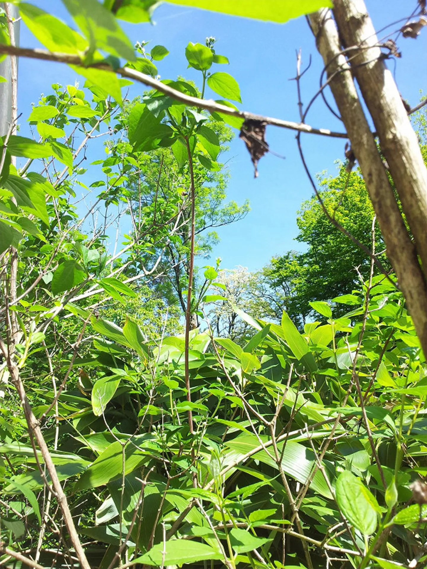 PROPRIETÀ INDIPENDENTE: VILLA O PROPRIETÀ A 3 GENERAZIONI VICINO AL BOSCO - Foto 12 di 23