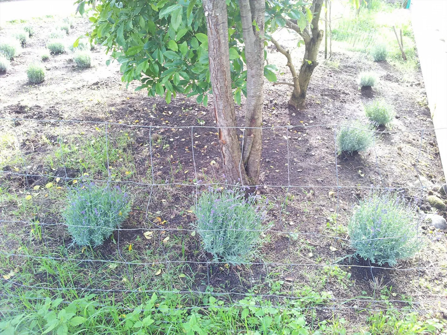 PROPRIETÀ INDIPENDENTE: VILLA O PROPRIETÀ A 3 GENERAZIONI VICINO AL BOSCO - Foto 11 di 23