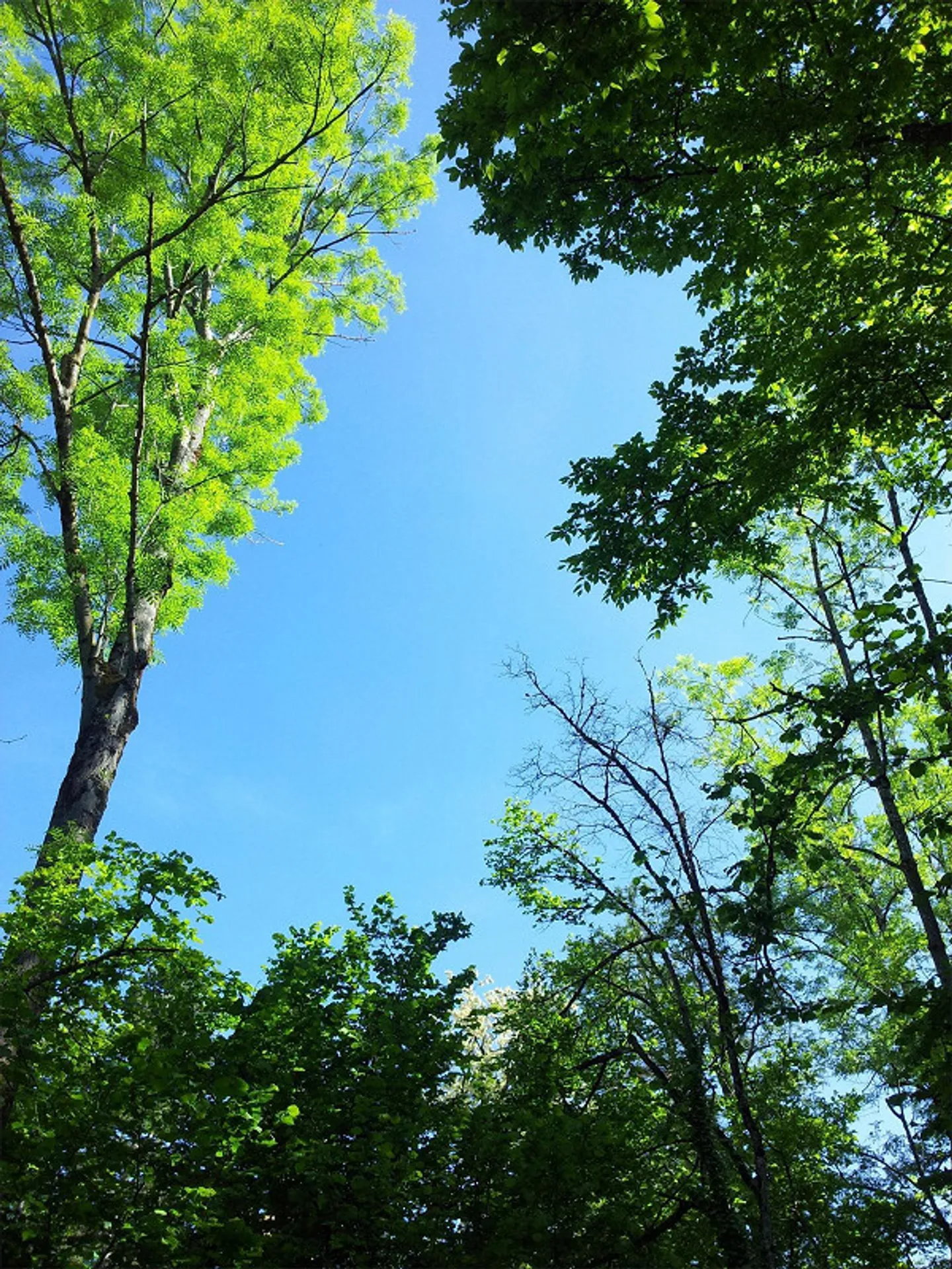 PROPRIETÀ INDIPENDENTE: VILLA O PROPRIETÀ A 3 GENERAZIONI VICINO AL BOSCO - Foto 13 di 23
