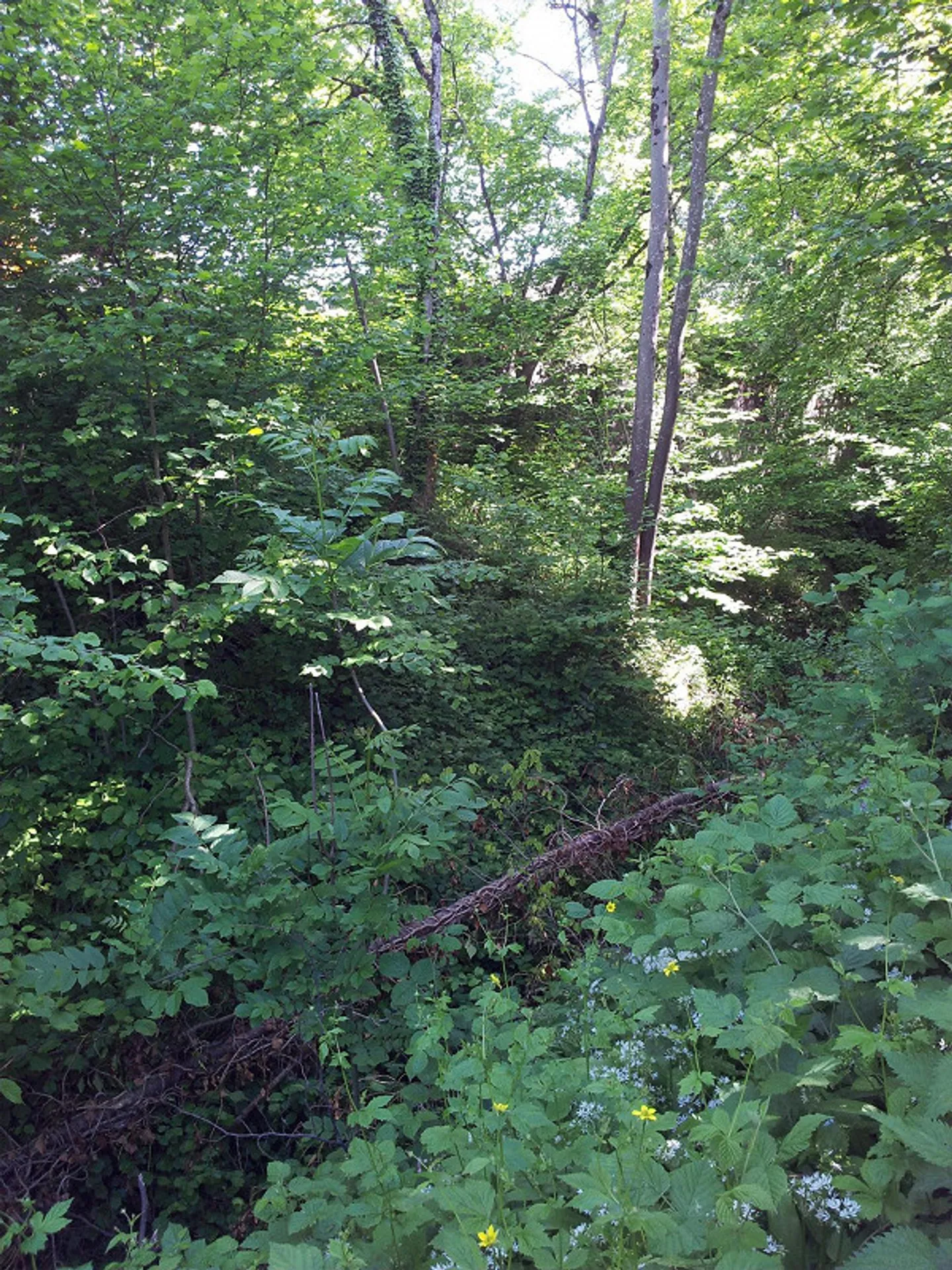 PROPRIETÀ INDIPENDENTE: VILLA O PROPRIETÀ A 3 GENERAZIONI VICINO AL BOSCO - Foto 14 di 23