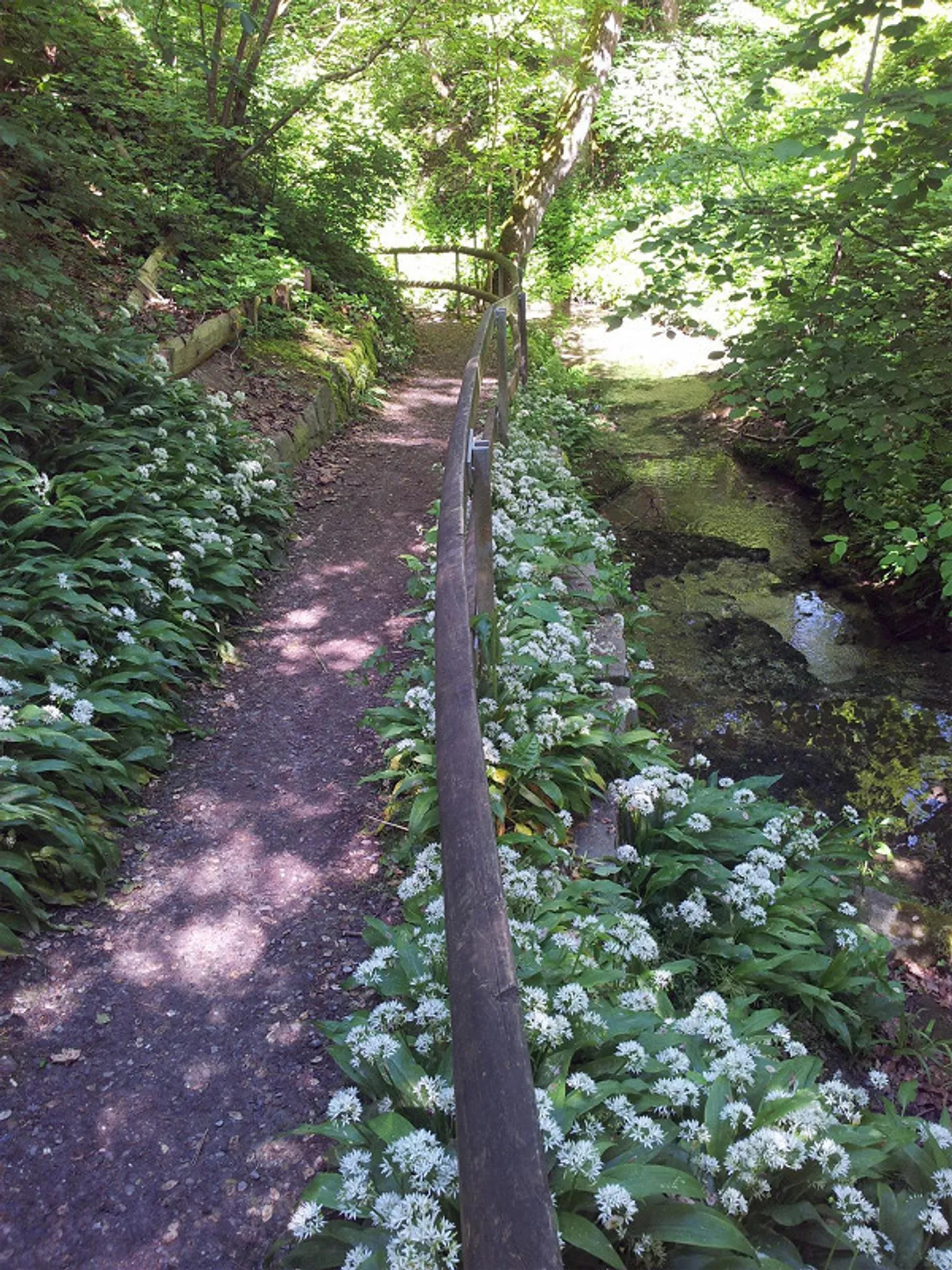 PROPRIETÀ INDIPENDENTE: VILLA O PROPRIETÀ A 3 GENERAZIONI VICINO AL BOSCO - Foto 15 di 23