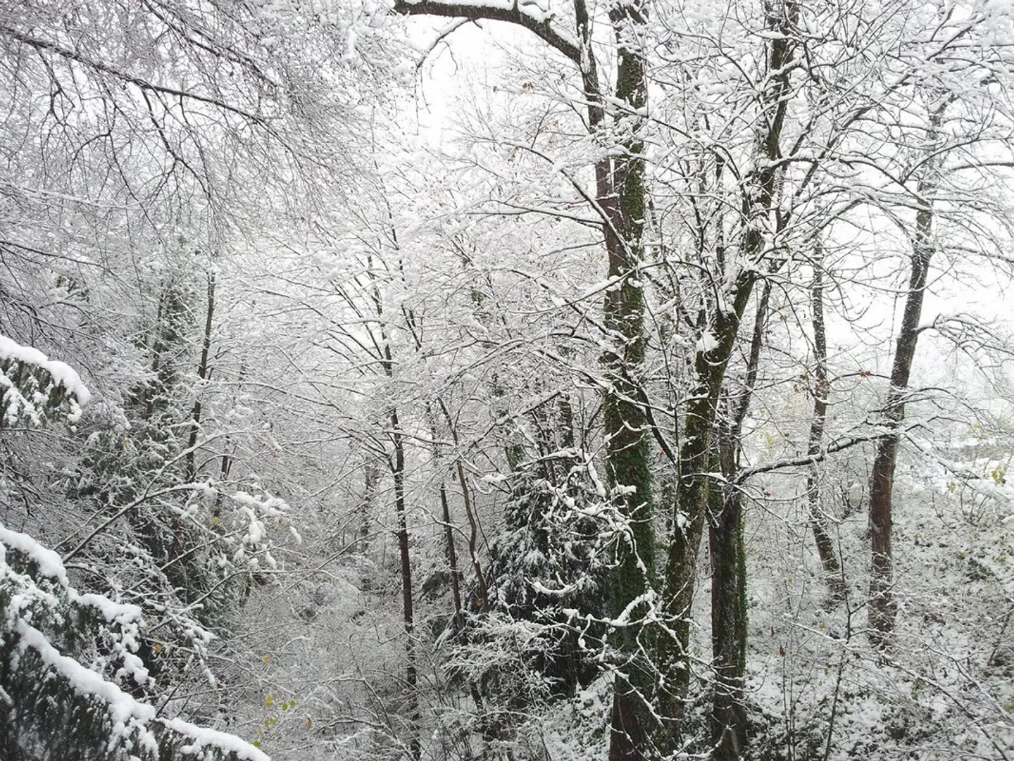PROPRIETÀ INDIPENDENTE: VILLA O PROPRIETÀ A 3 GENERAZIONI VICINO AL BOSCO - Foto 19 di 23