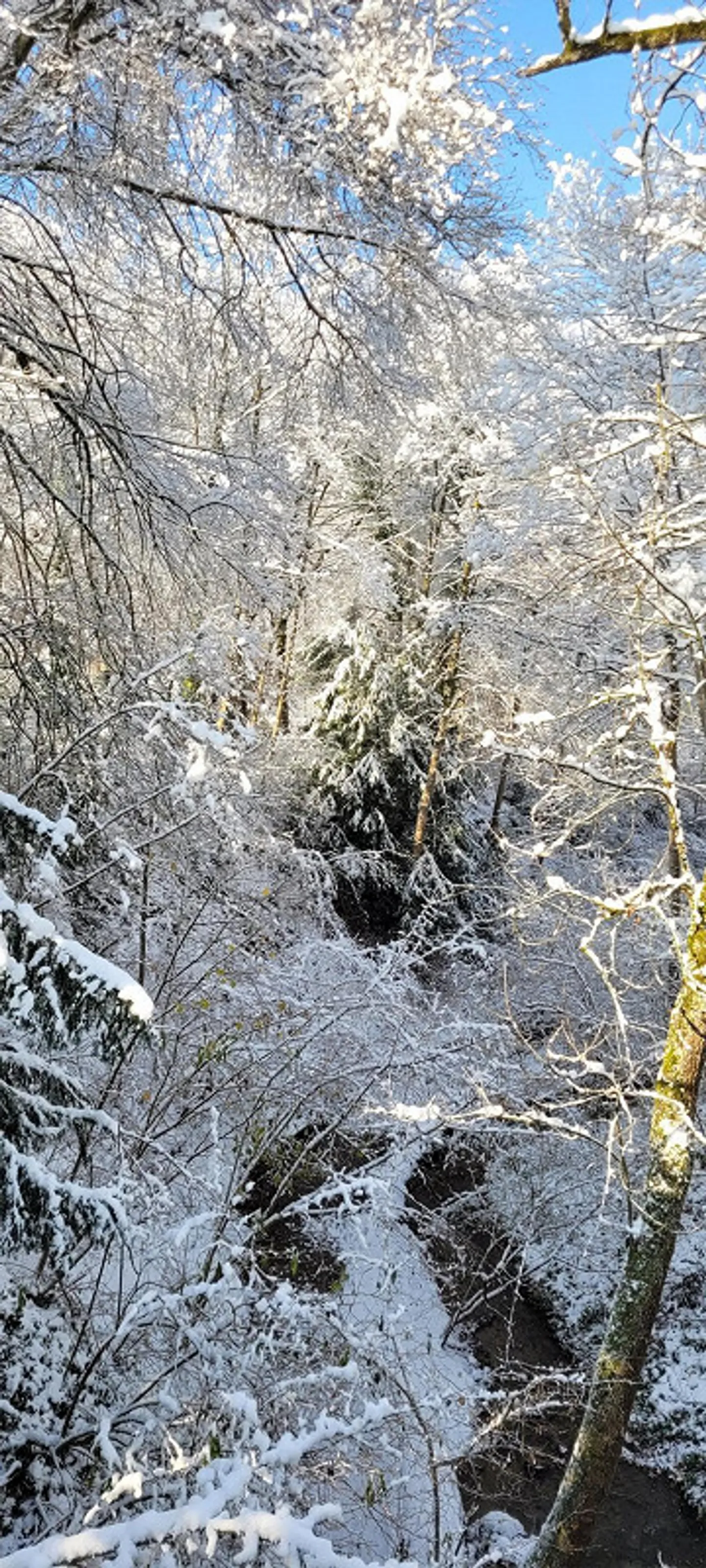 PROPRIETÀ INDIPENDENTE: VILLA O PROPRIETÀ A 3 GENERAZIONI VICINO AL BOSCO - Foto 20 di 23