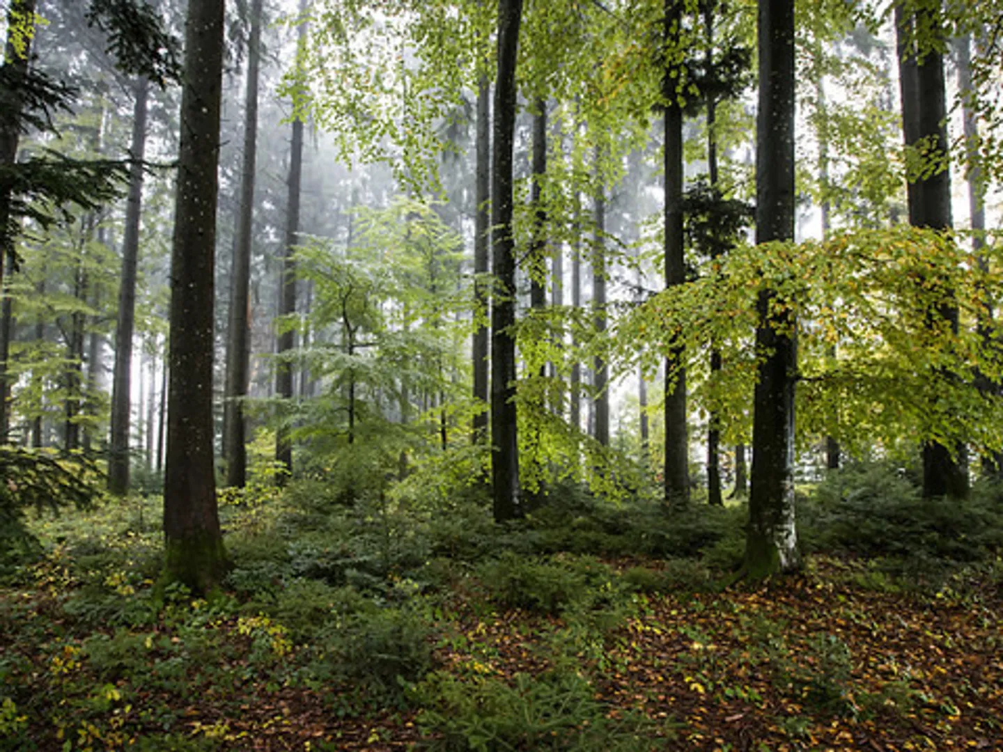 9 zeitgenössische Villen in Treyvaux - Neubauten - Foto 11 von 16