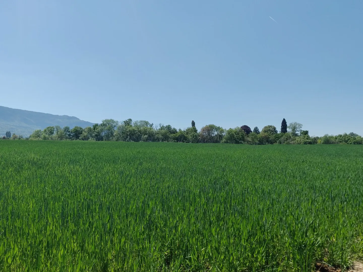 Magnifica villa indipendente con 9 camere a Lancy - Foto 1 di 1